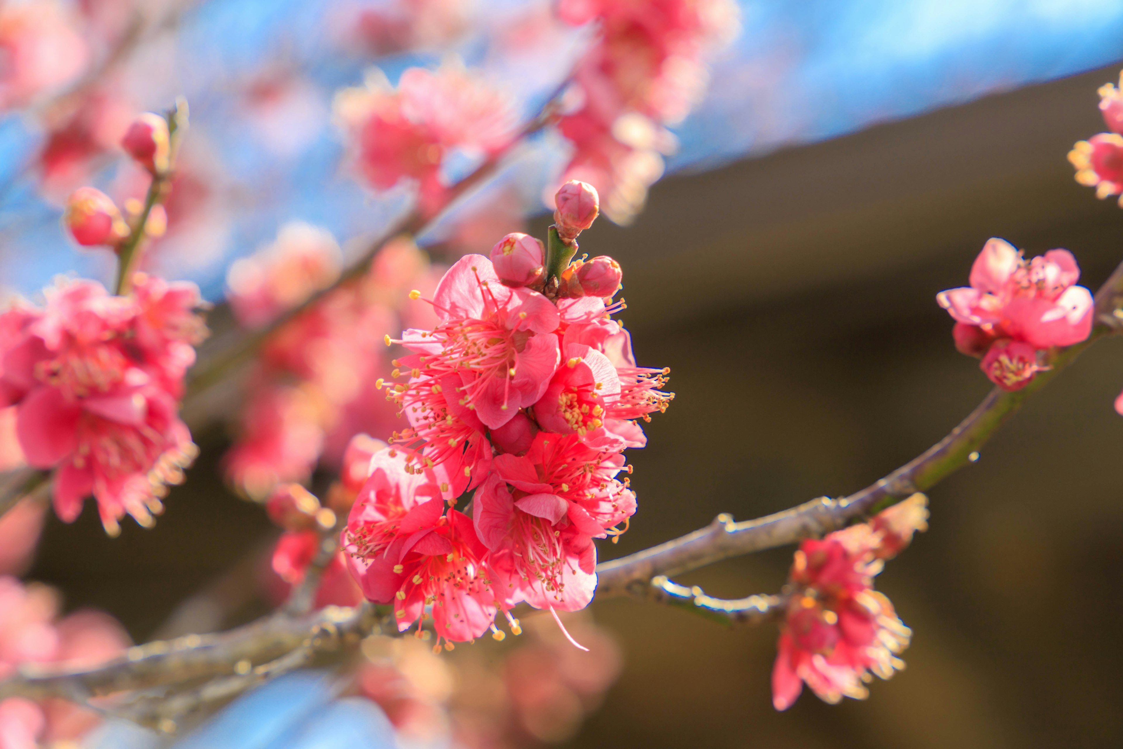 Nahaufnahme von rosa Blüten an einem Kirschbaumzweig