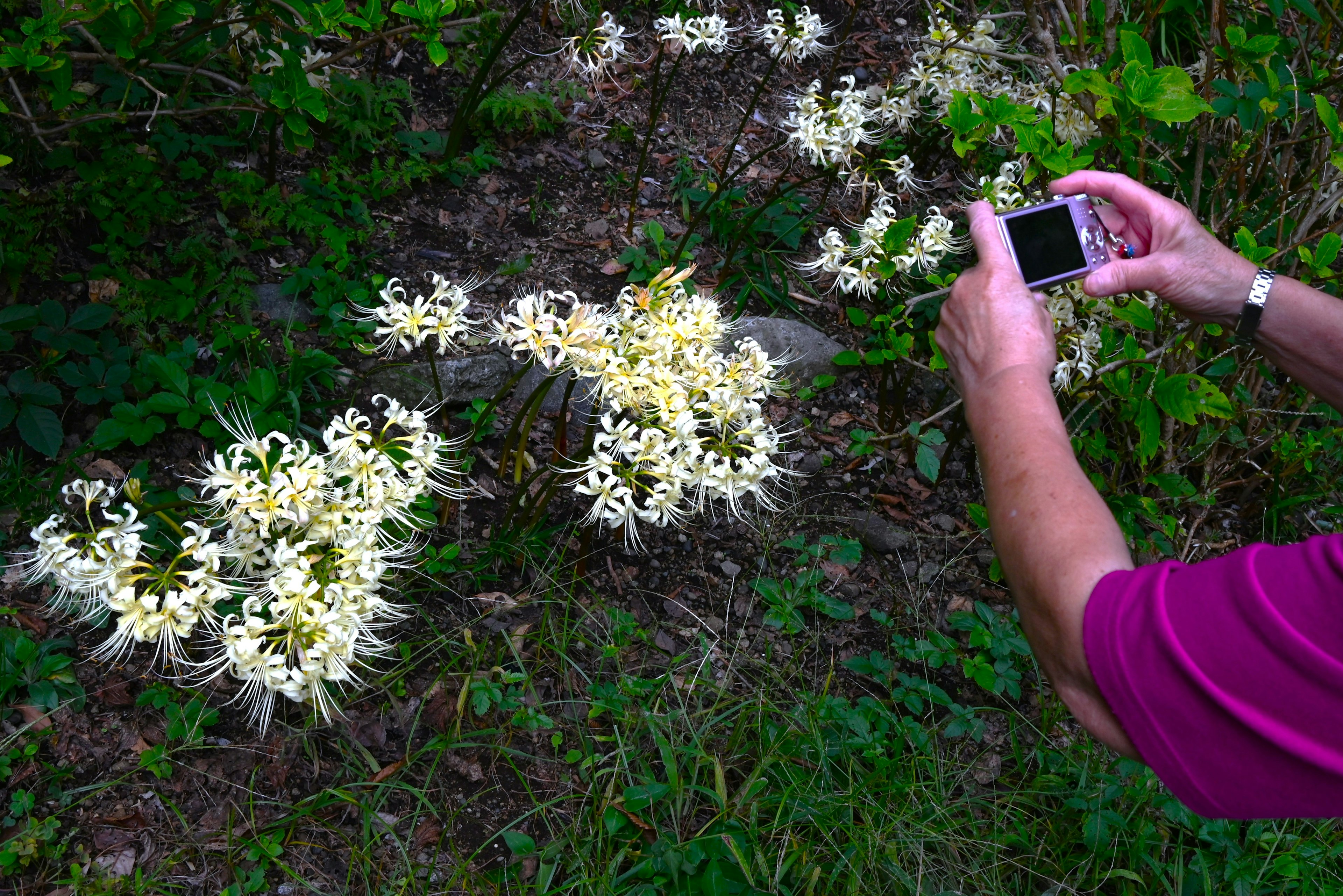 A hand photographing clusters of white flowers