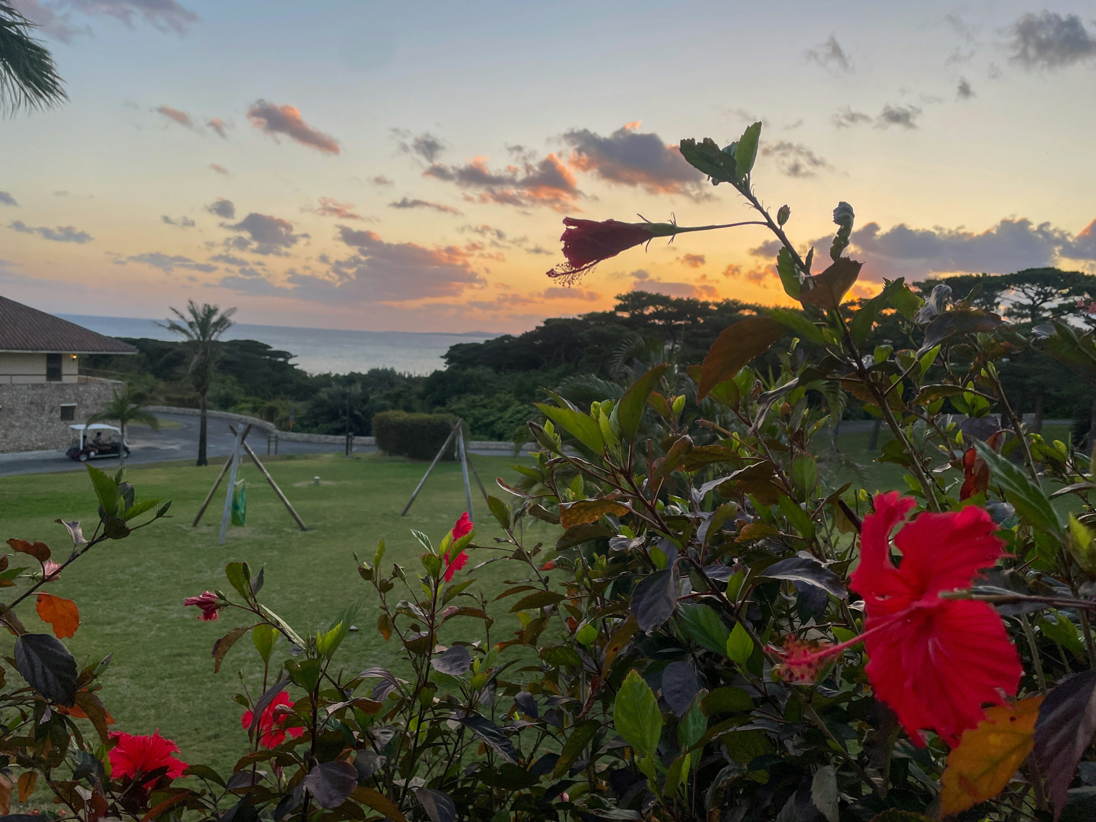 夕日と花のある景色の写真