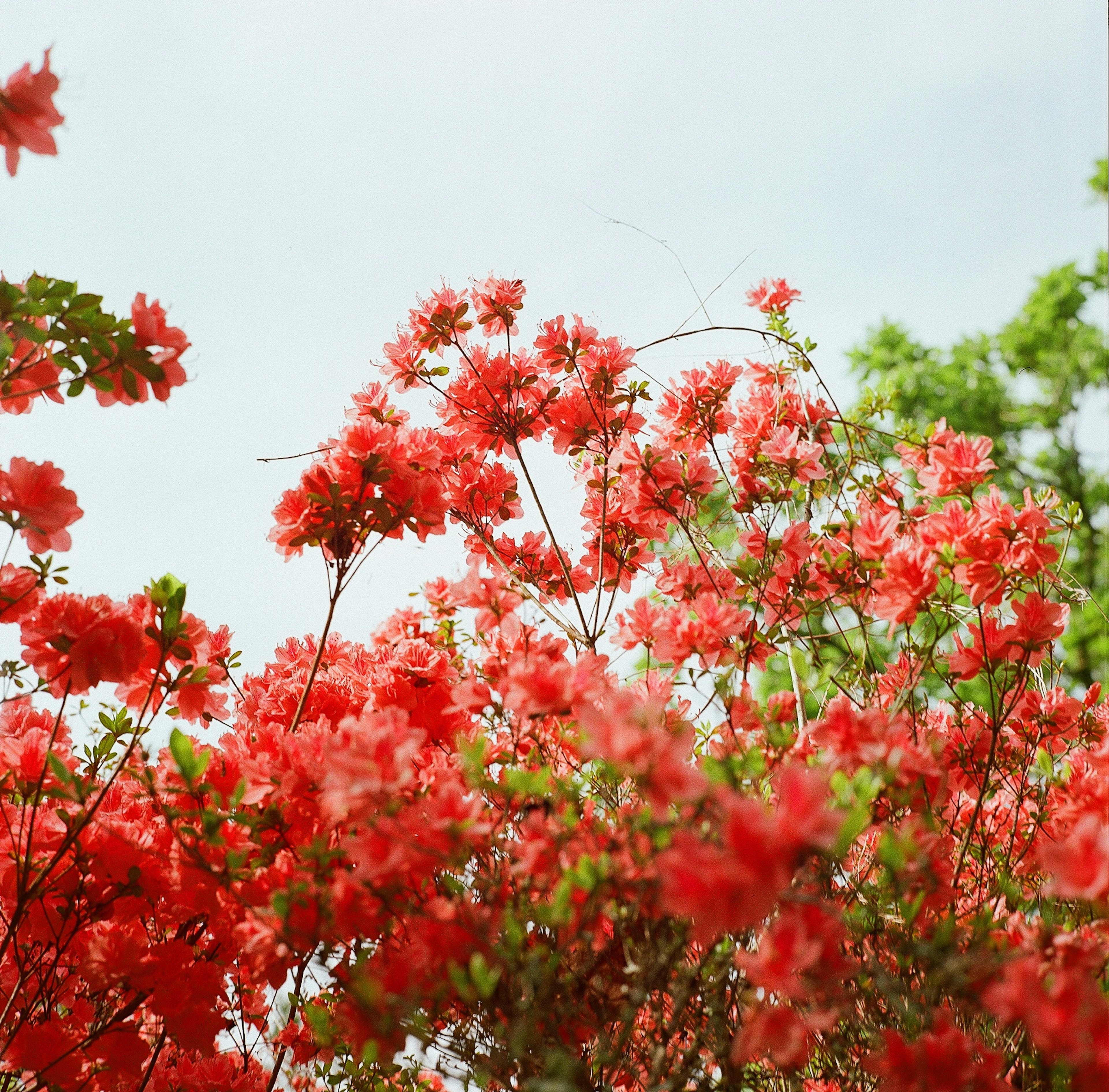 ภาพระยะใกล้ของดอกไม้สีแดงสดบนพุ่มไม้