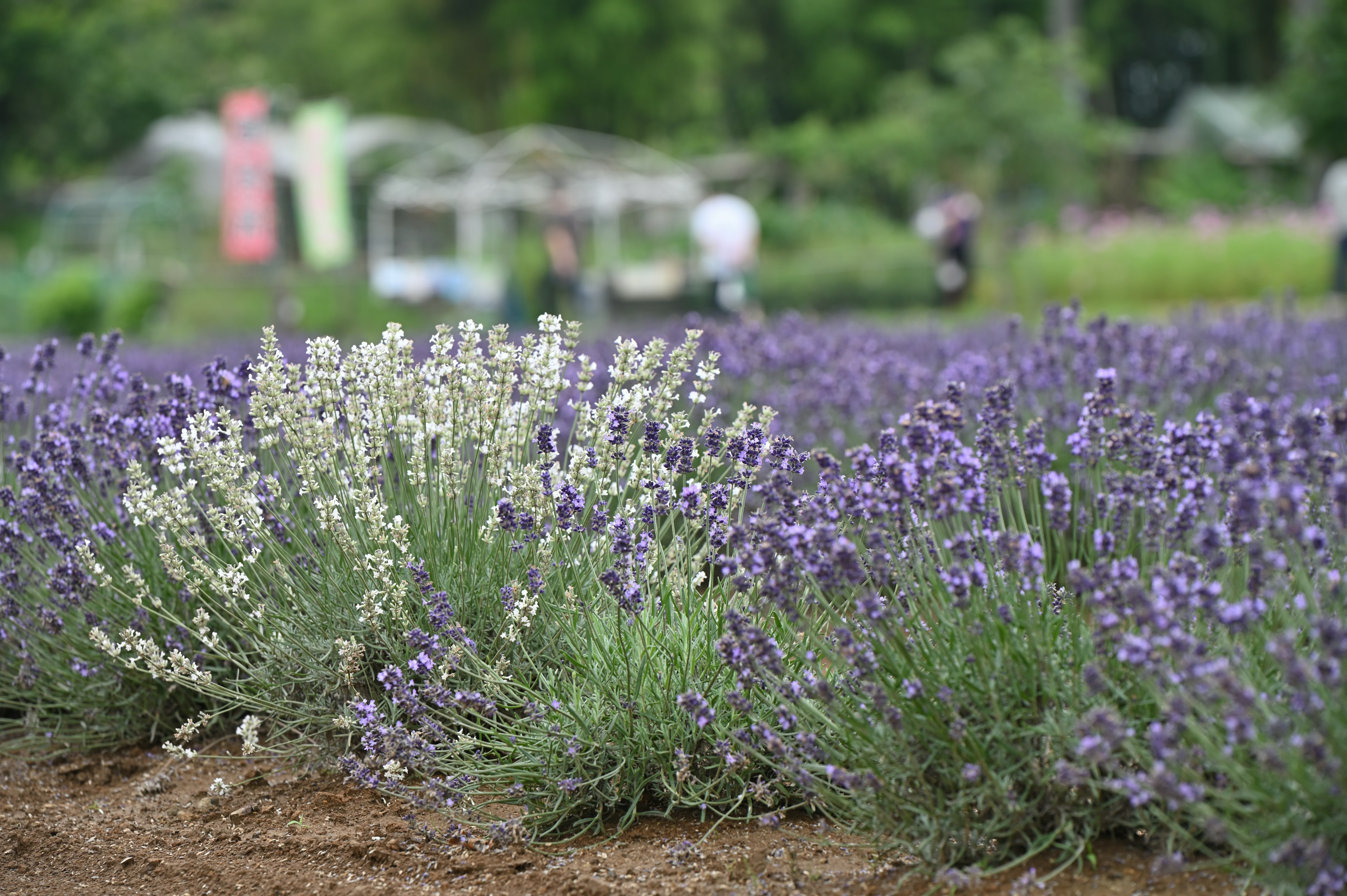 Campo di lavanda con fiori bianchi e viola