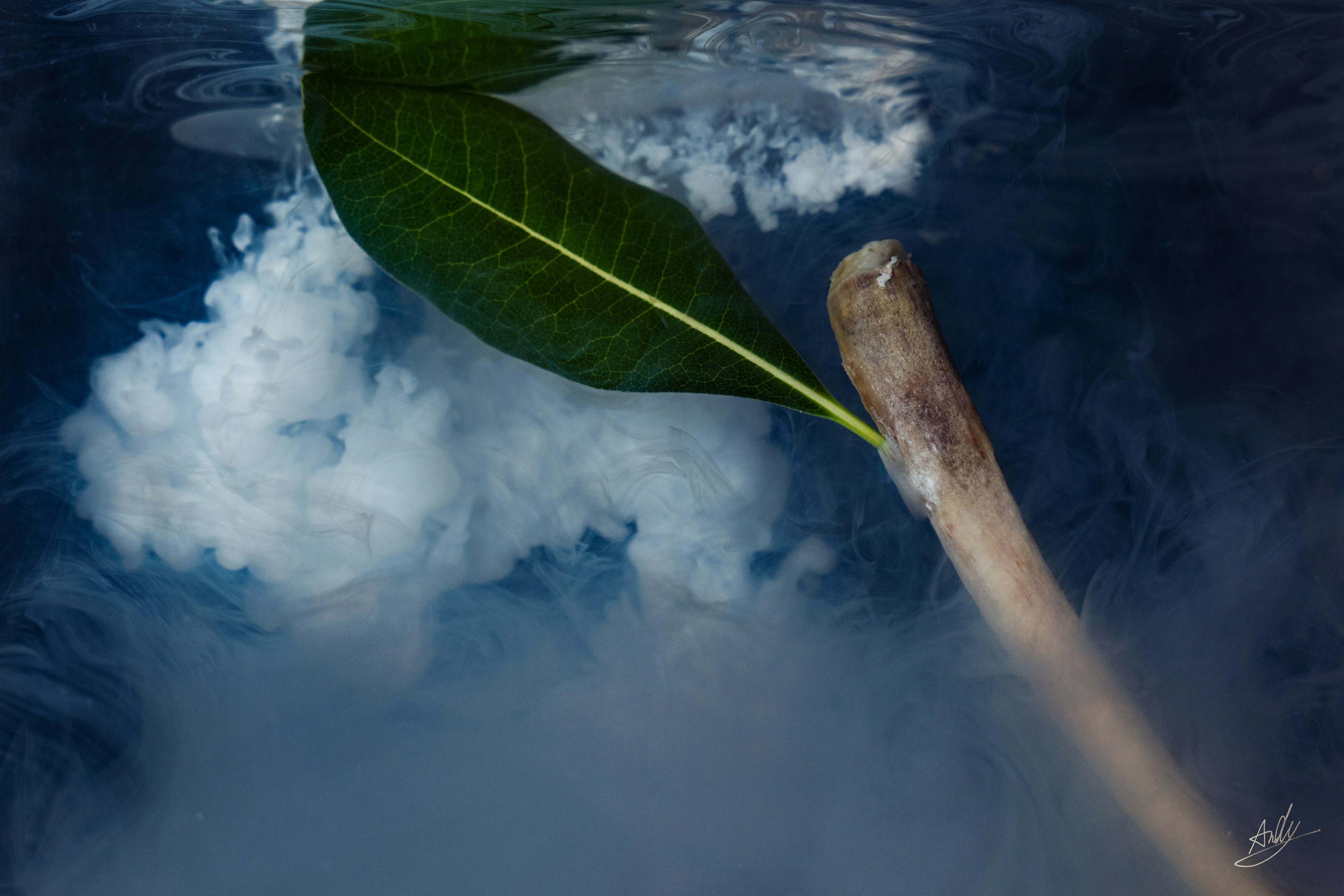 Una gran hoja y una rama flotando en la superficie del agua con un fondo brumoso