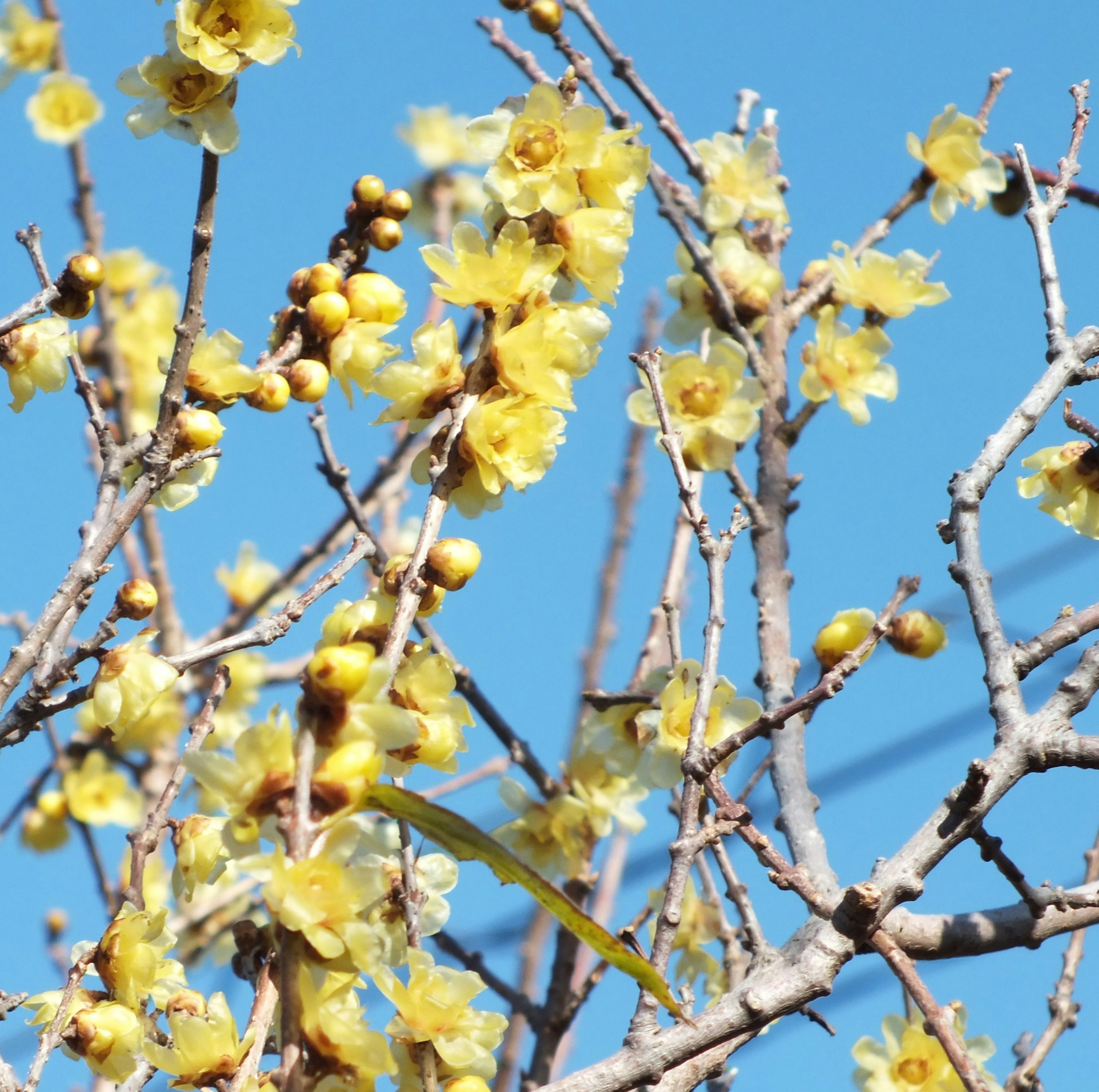 青空を背景にした黄色い花が咲く木の枝