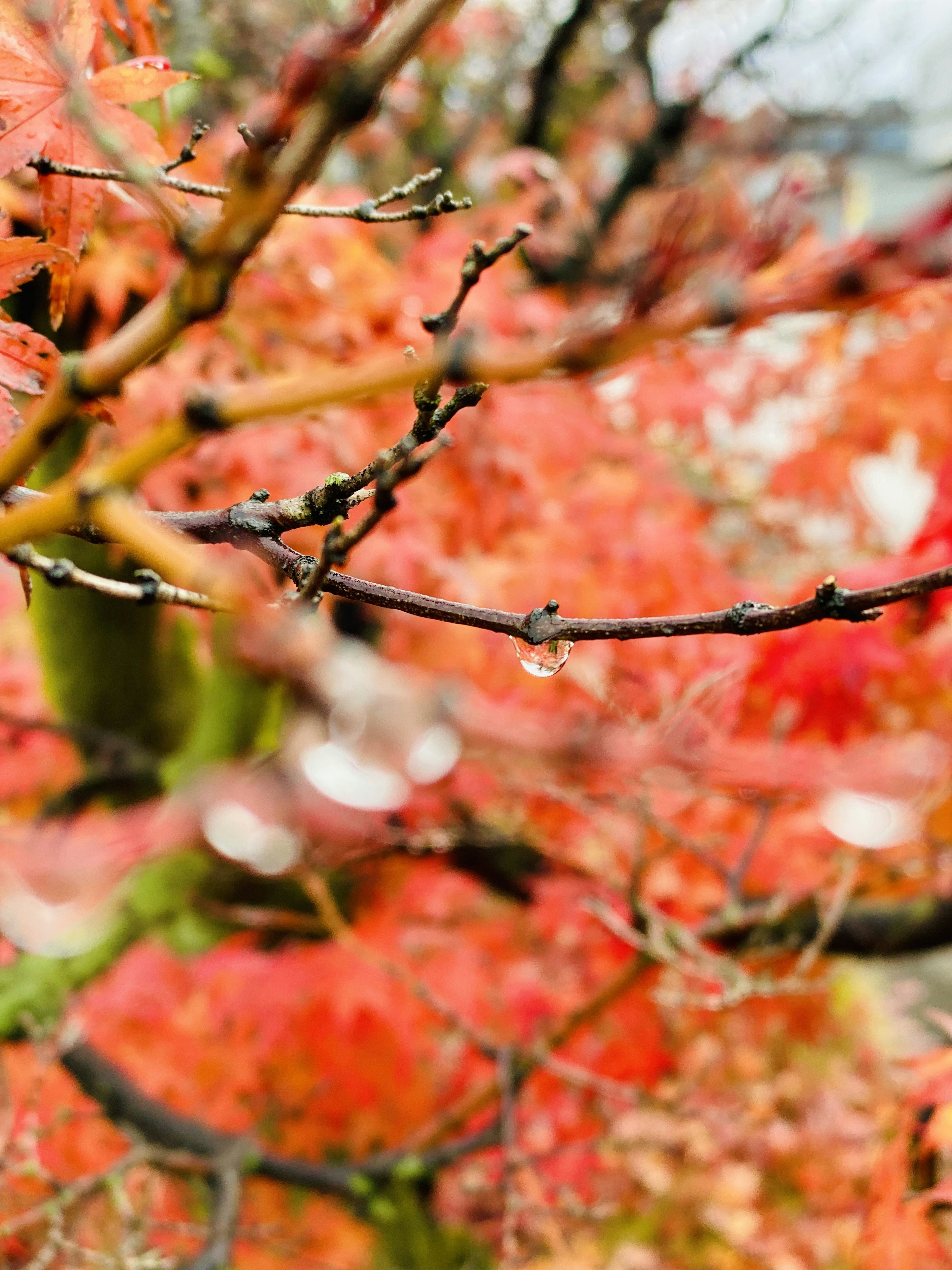 Acercamiento de hojas de otoño y ramas con gotas de lluvia