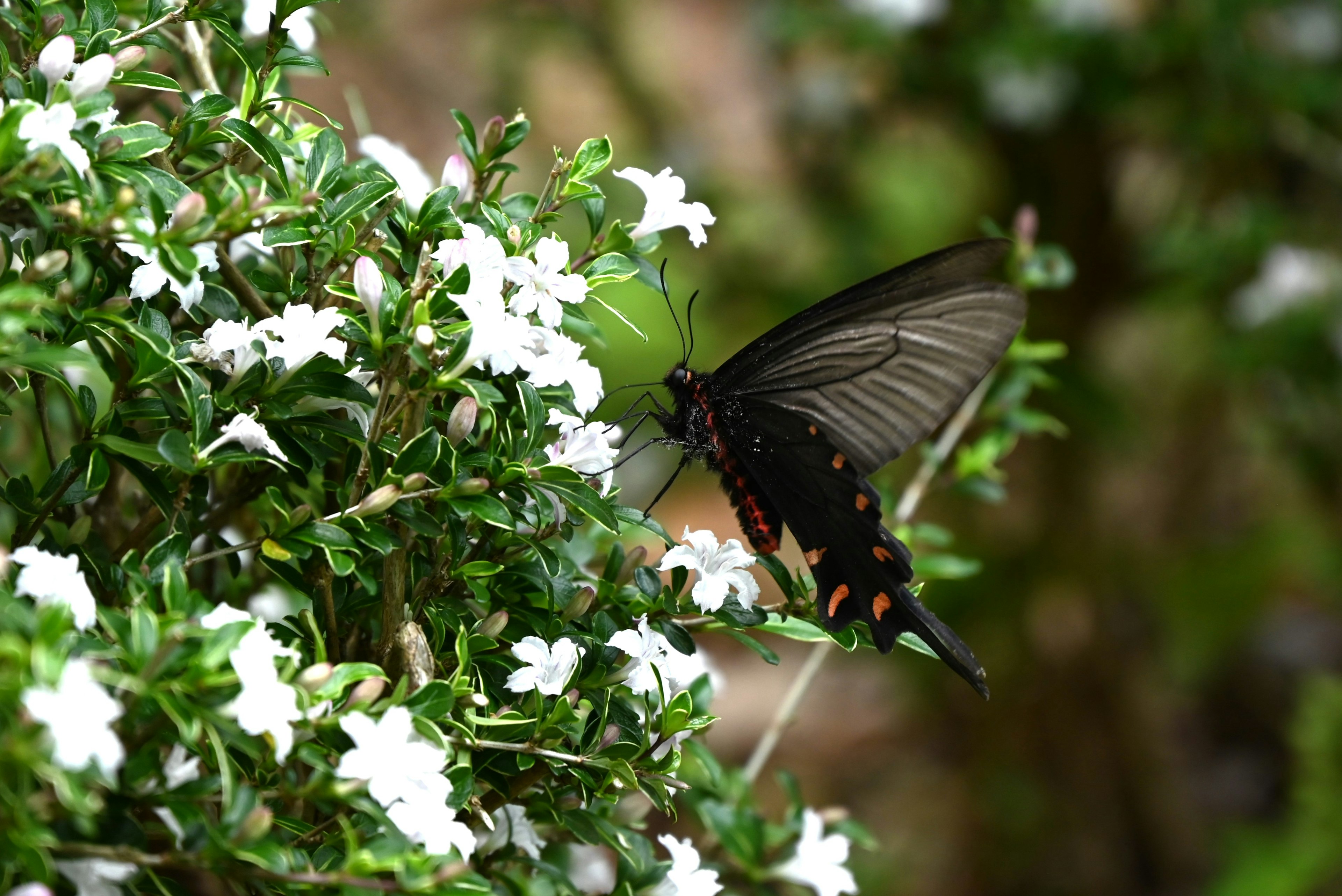 Mariposa negra flotando cerca de flores blancas en una planta verde