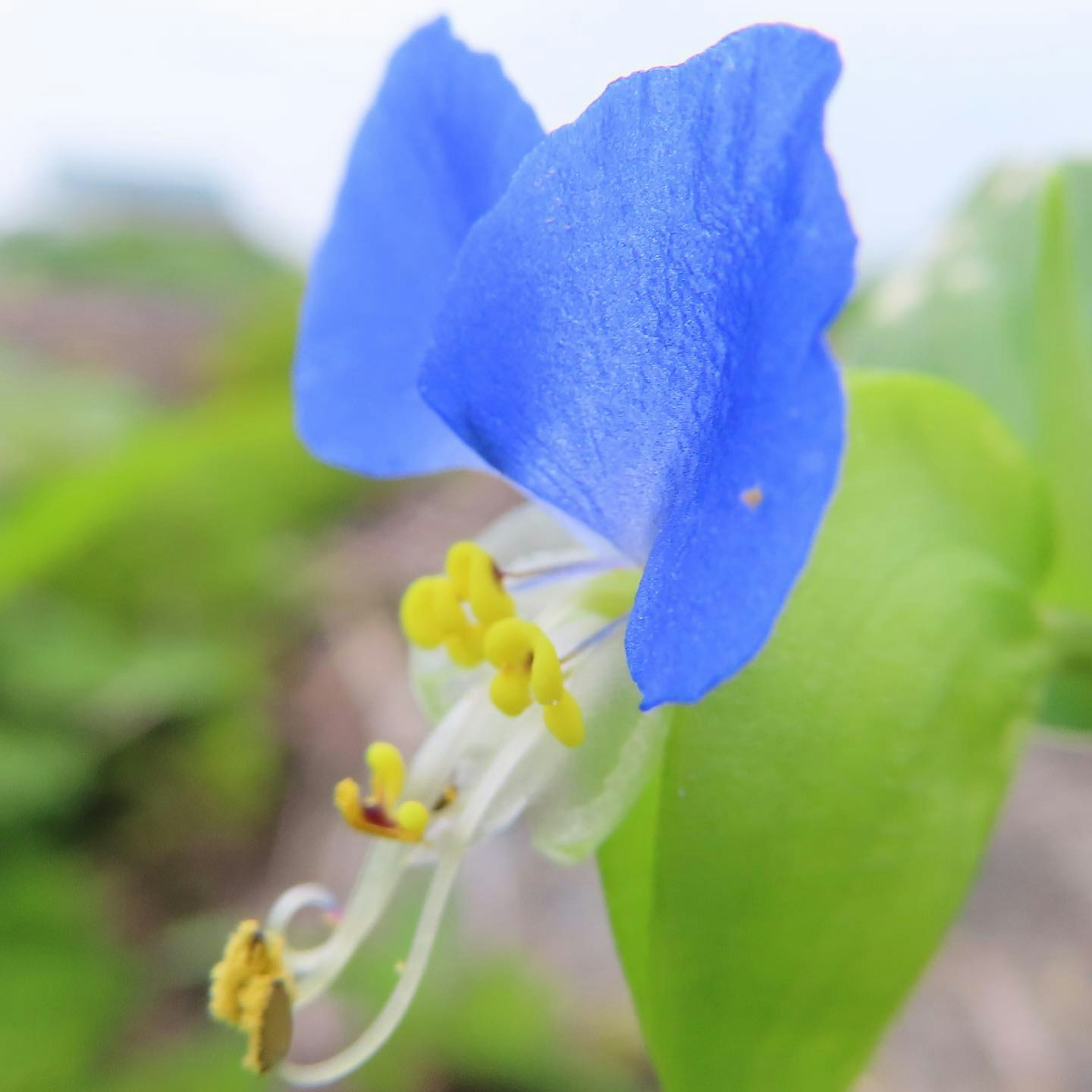 Close-up of a blue flower with yellow stamens and white filaments