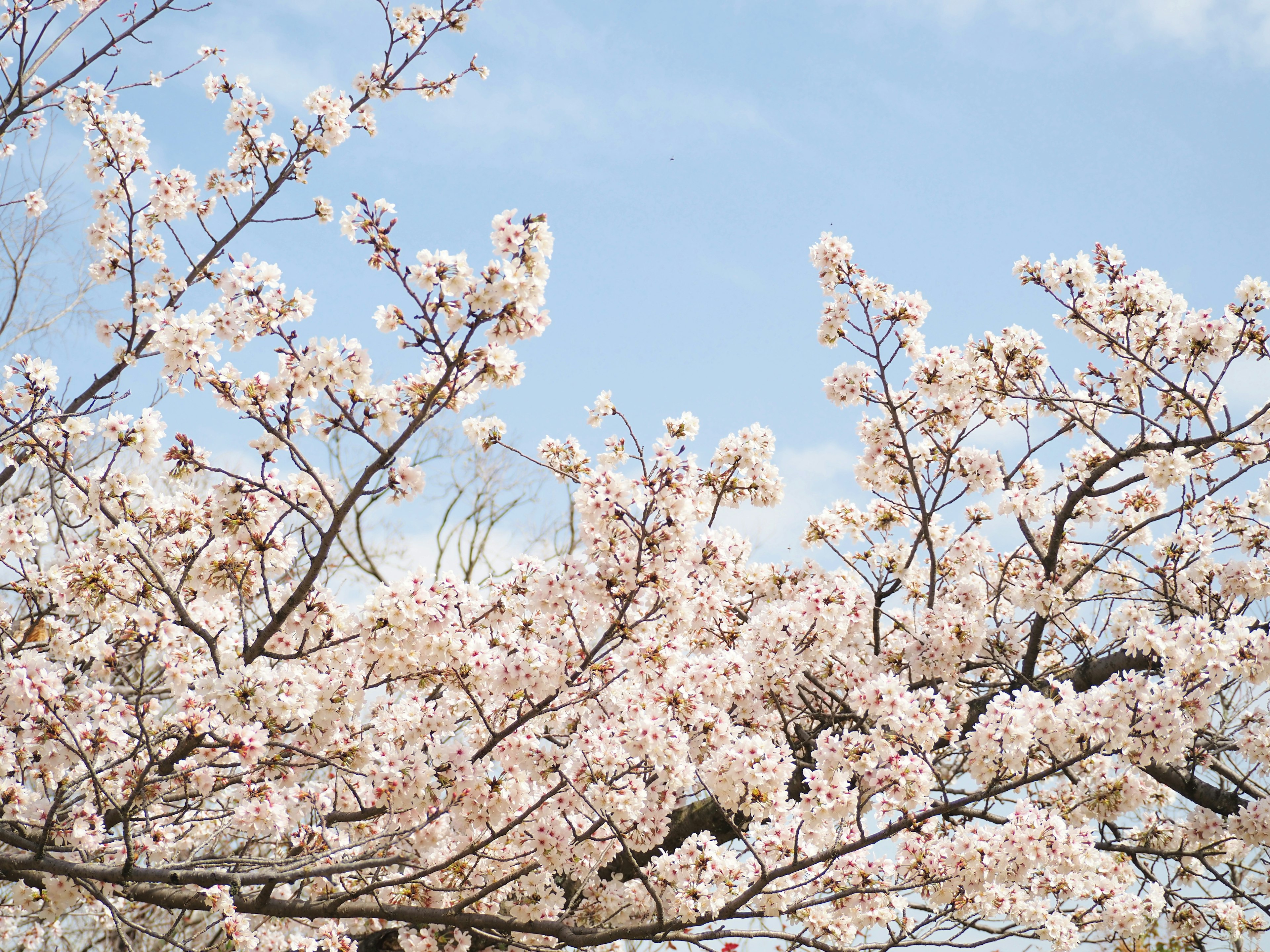 Branches of cherry blossoms blooming against a blue sky