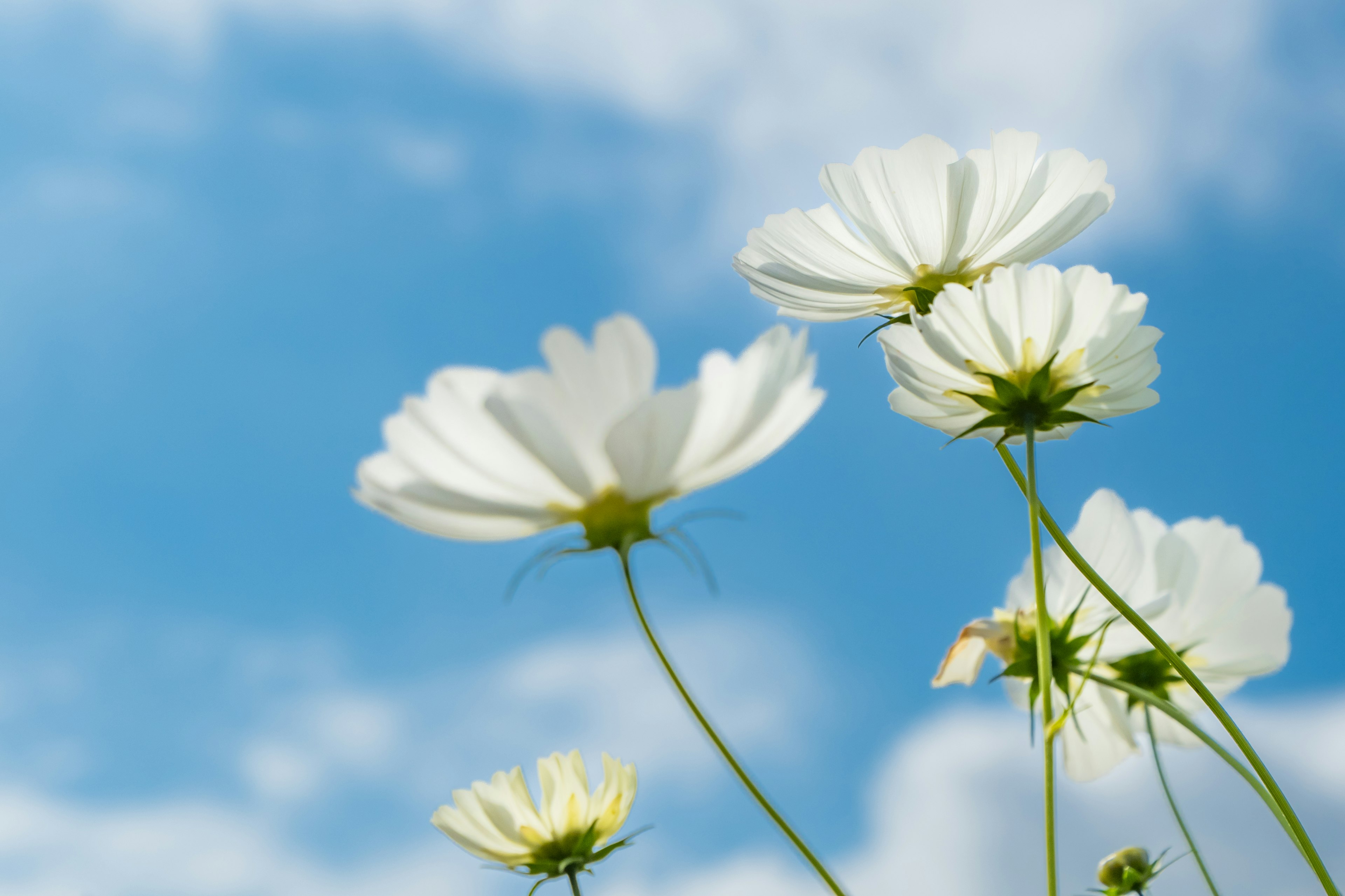 Primo piano di fiori bianchi che fioriscono sotto un cielo blu