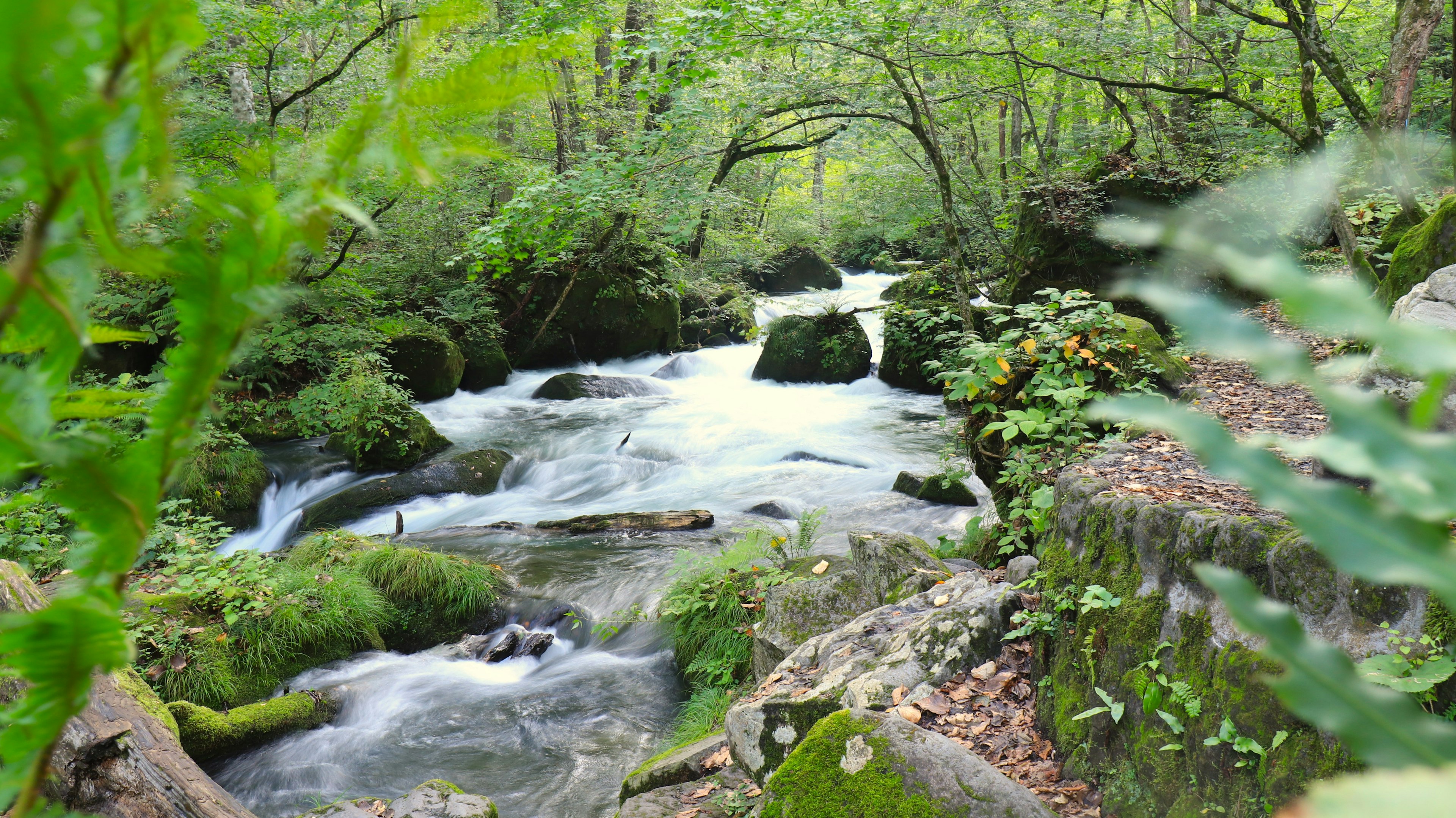 Un río sereno fluyendo a través de una vegetación exuberante y rocas