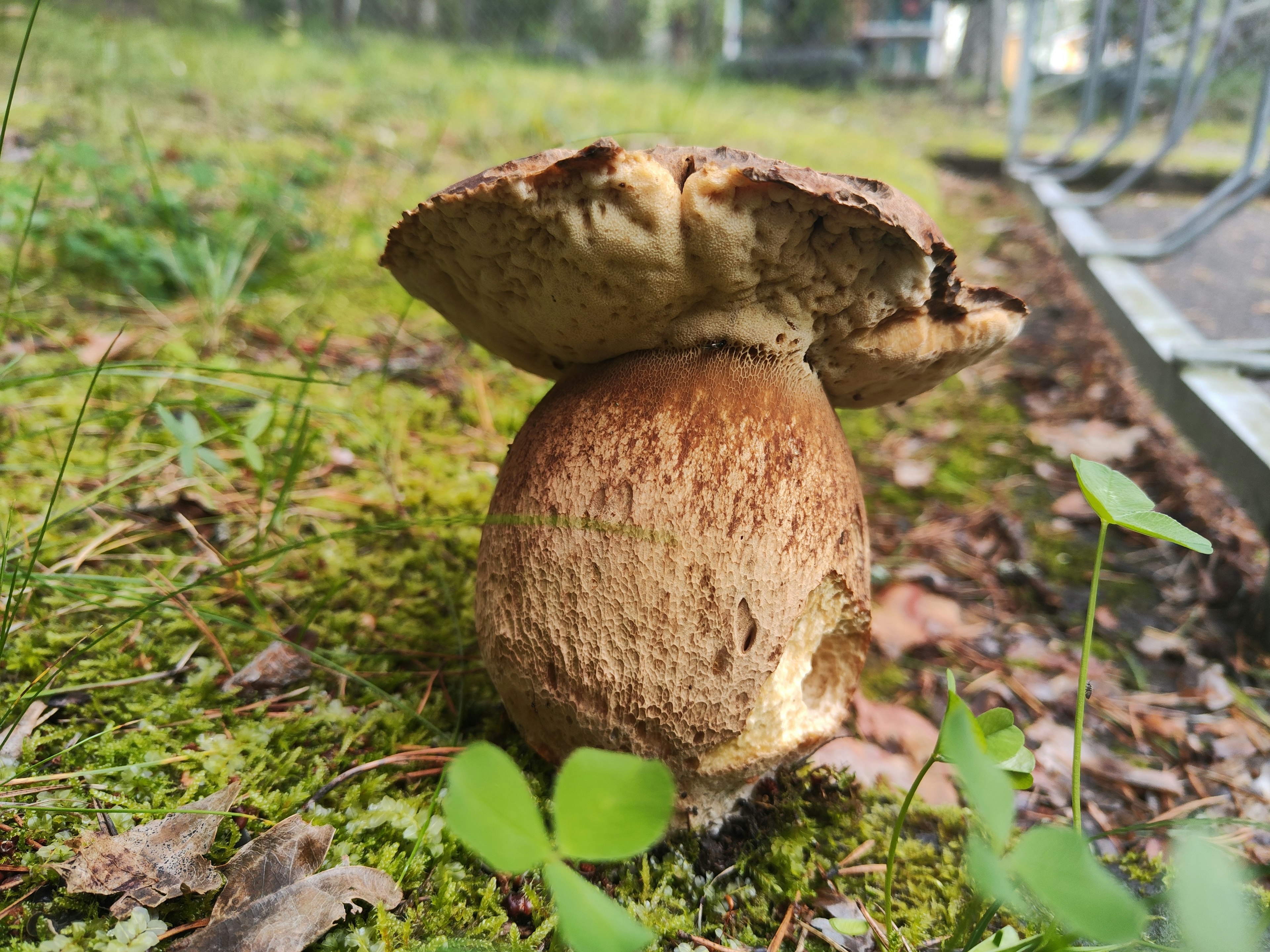 A large mushroom standing in a forest on soft moss