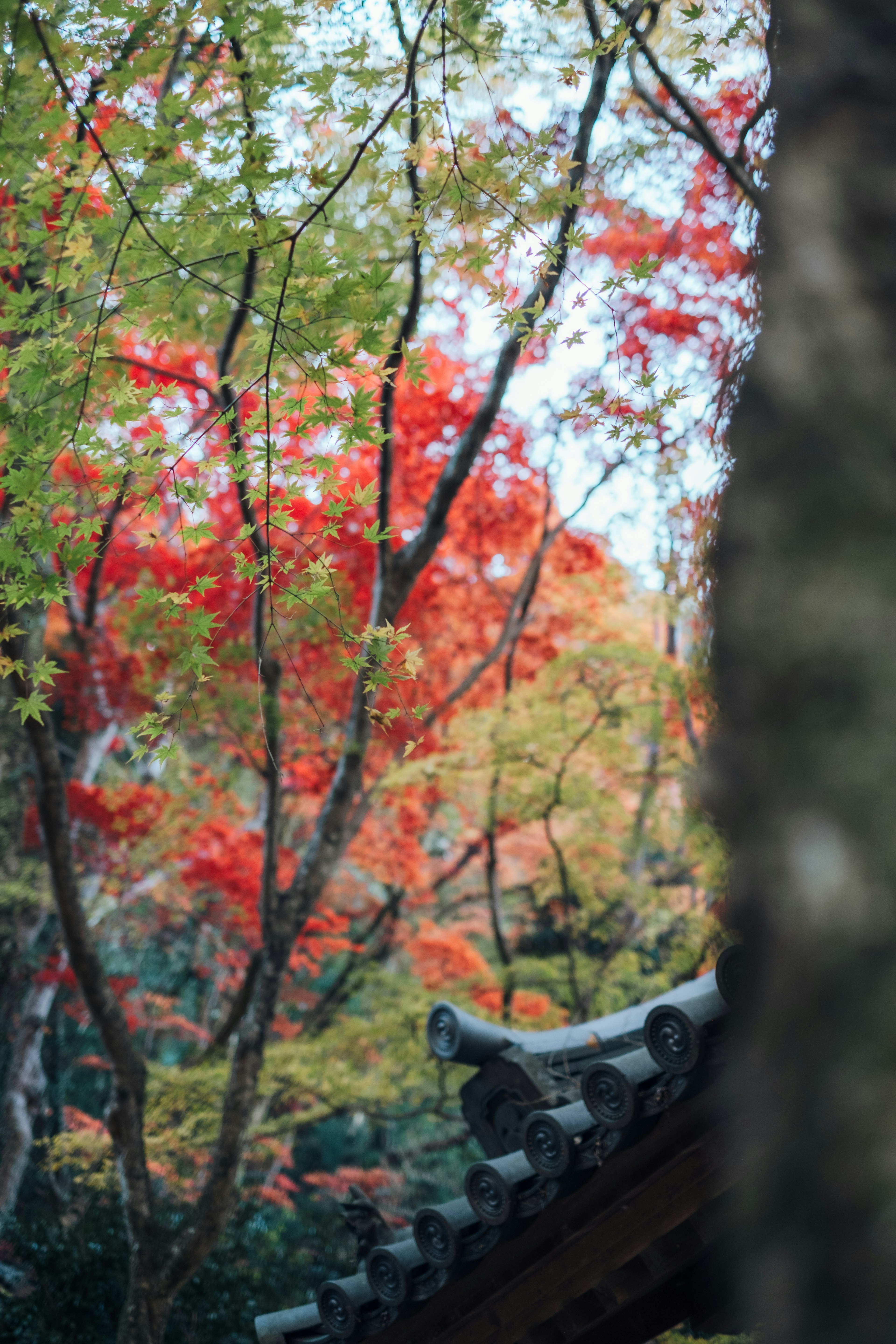 Feuilles d'automne colorées visibles dans un paysage avec un toit ancien partiellement visible