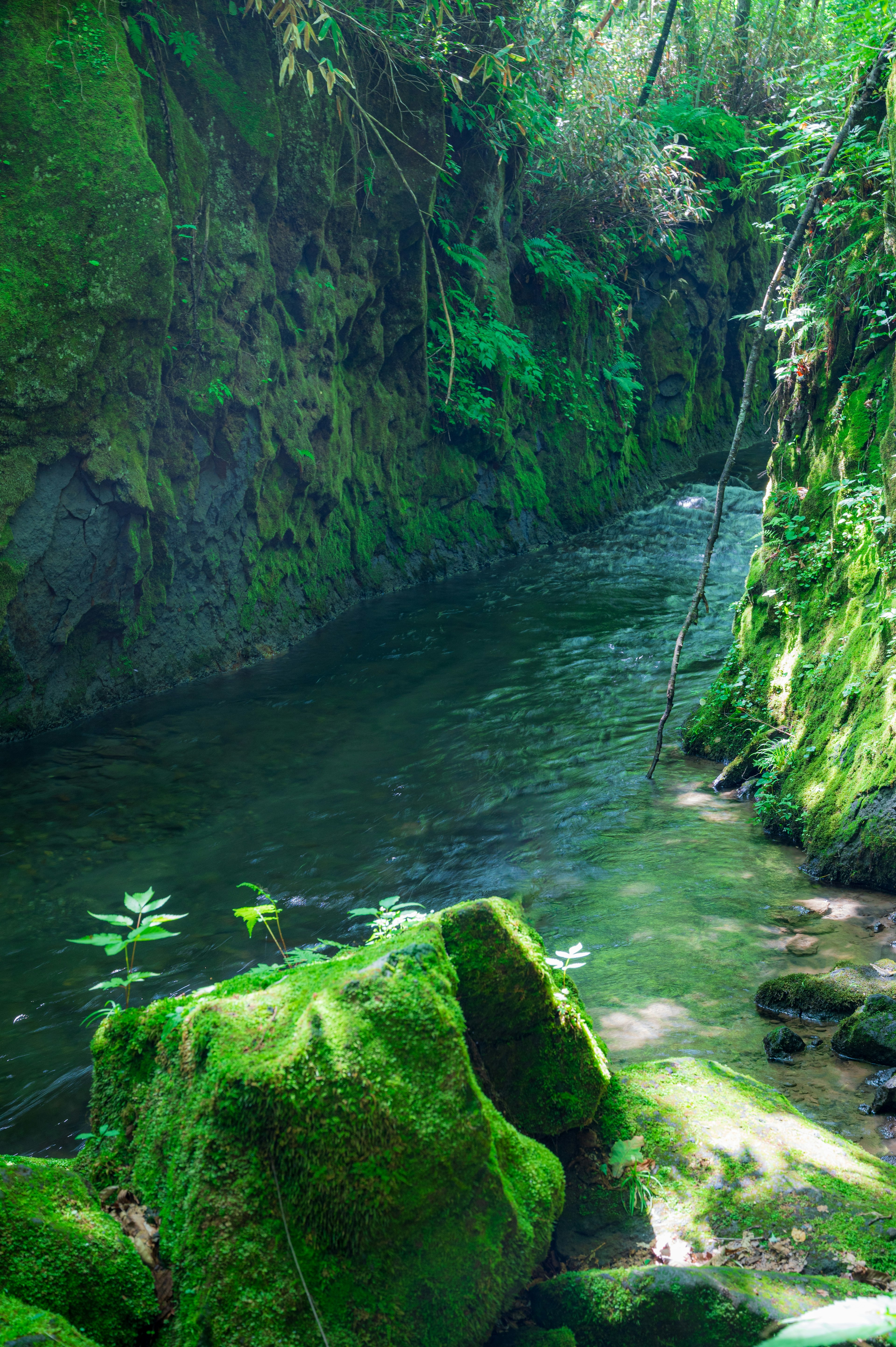 緑の苔に覆われた岩と静かな川が流れる美しい渓谷