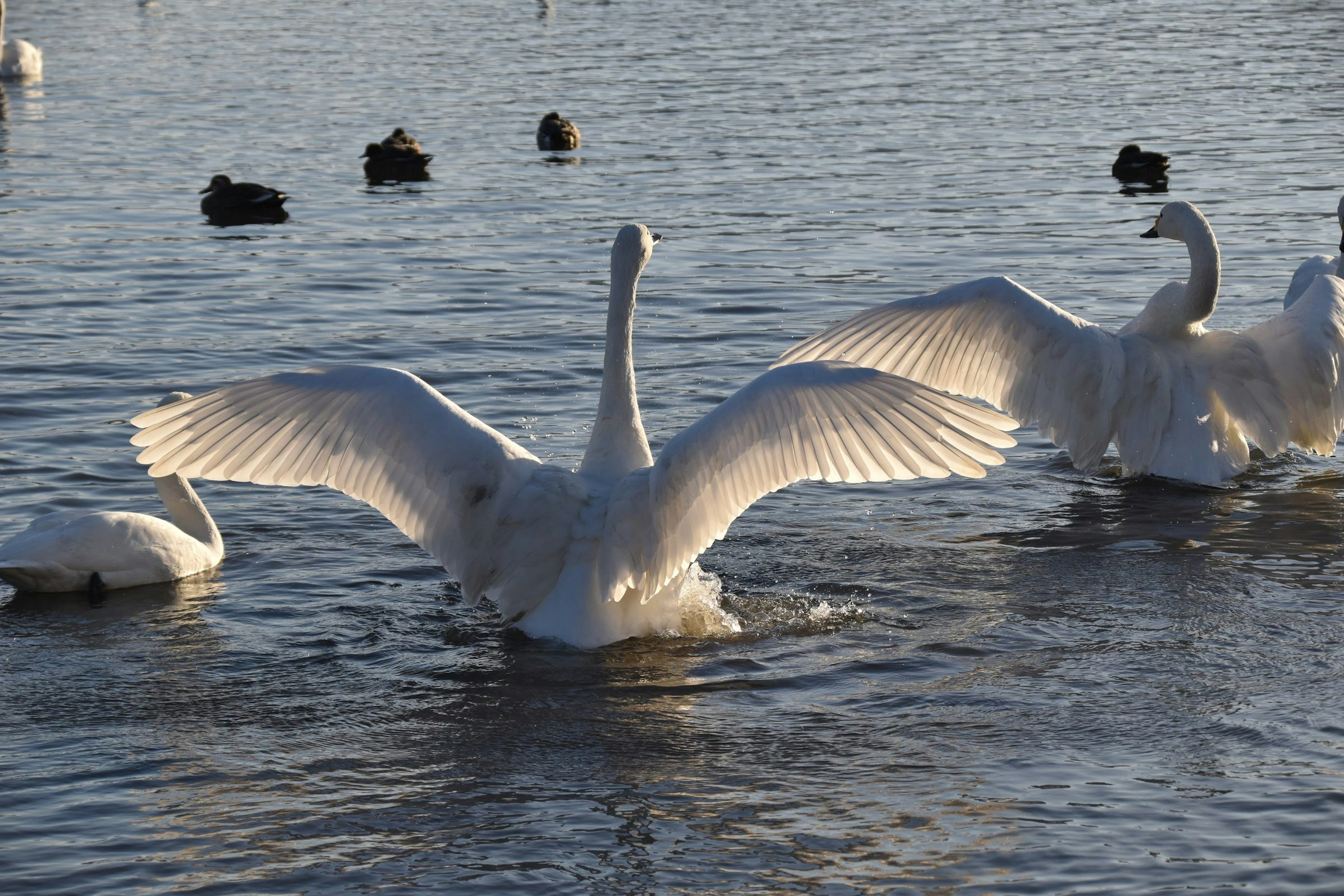 Un cisne extendiendo sus alas sobre el agua con otros patos al fondo