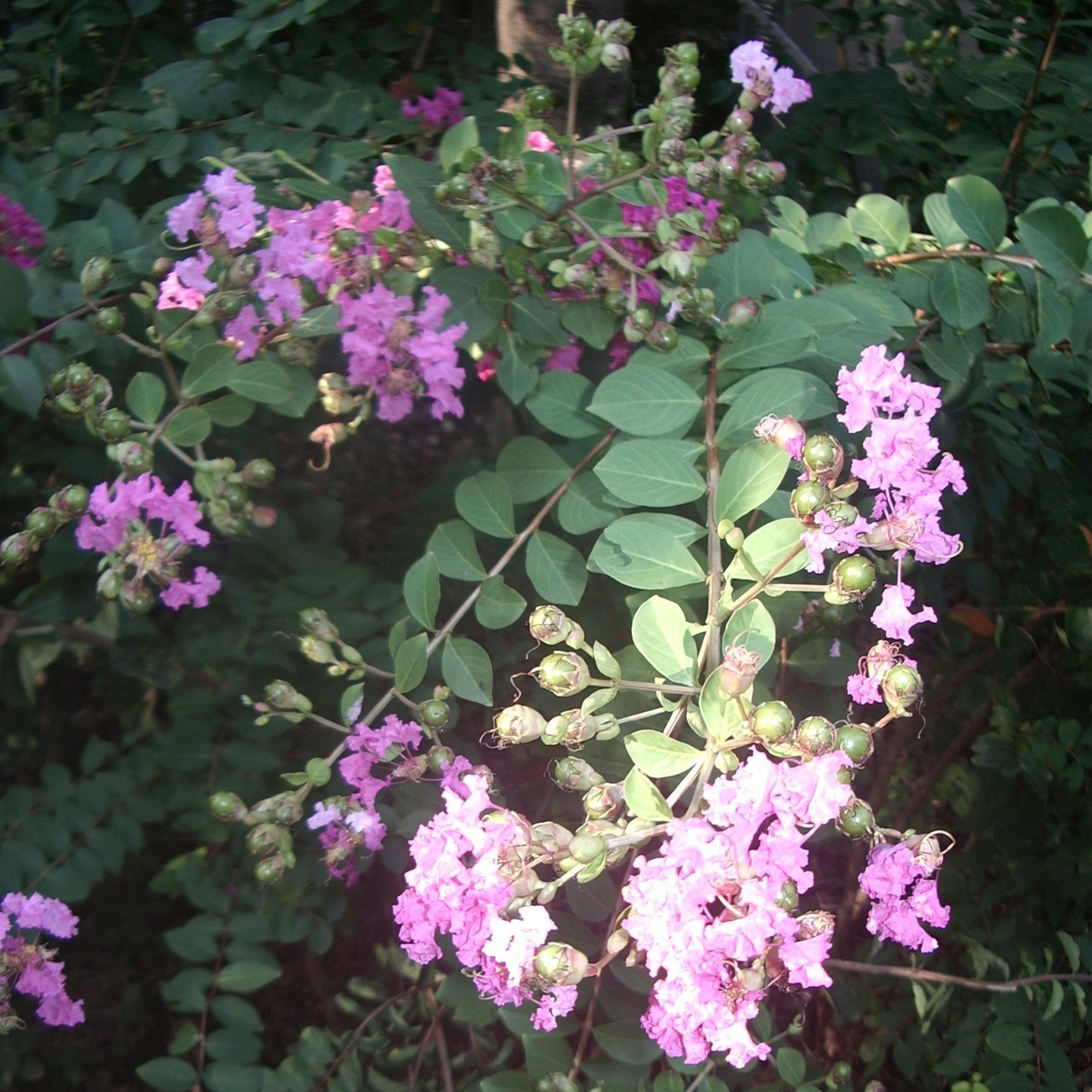 紫色の花と緑の葉を持つ植物のクローズアップ