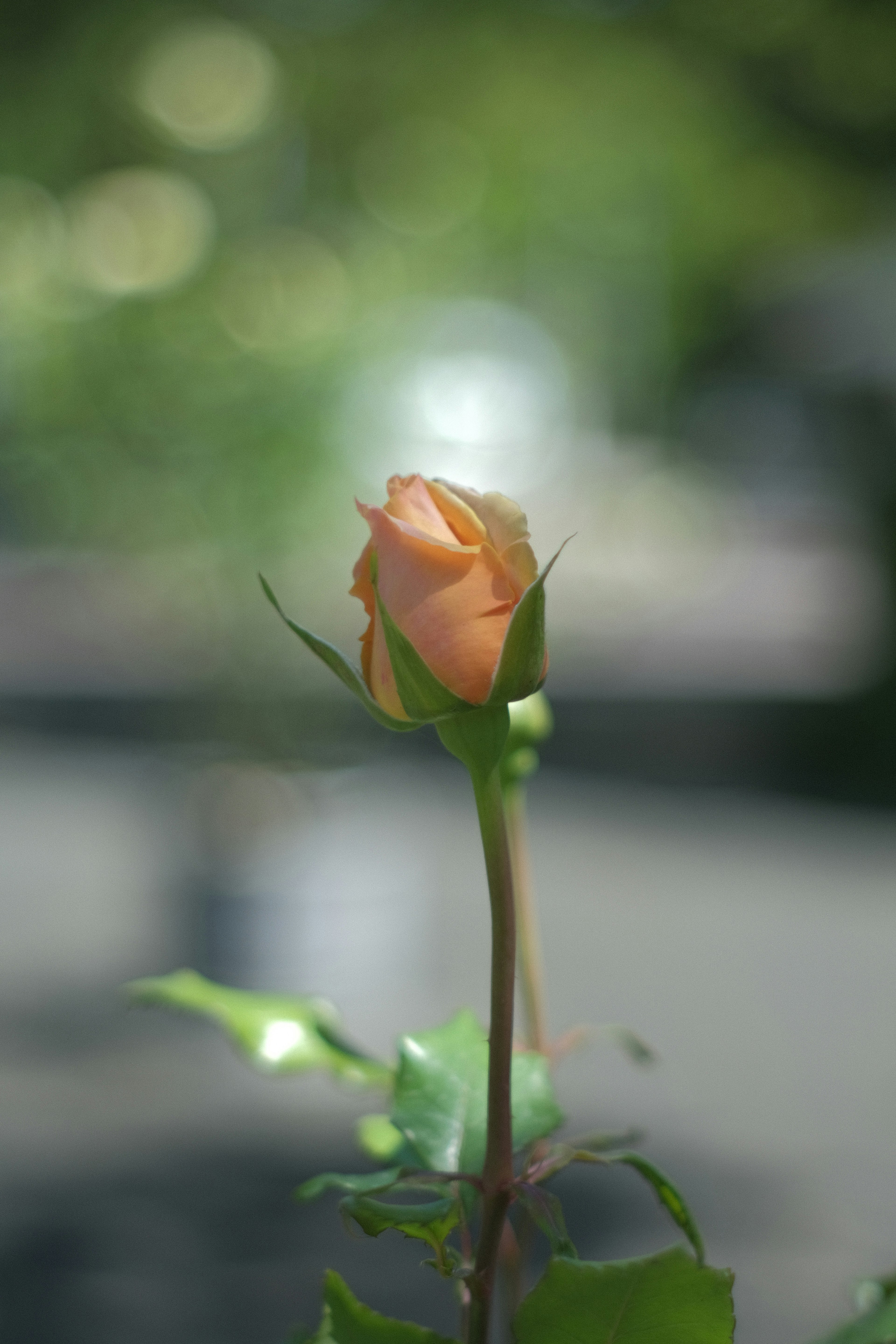 Un bocciolo di rosa arancione chiaro spicca su uno sfondo verde