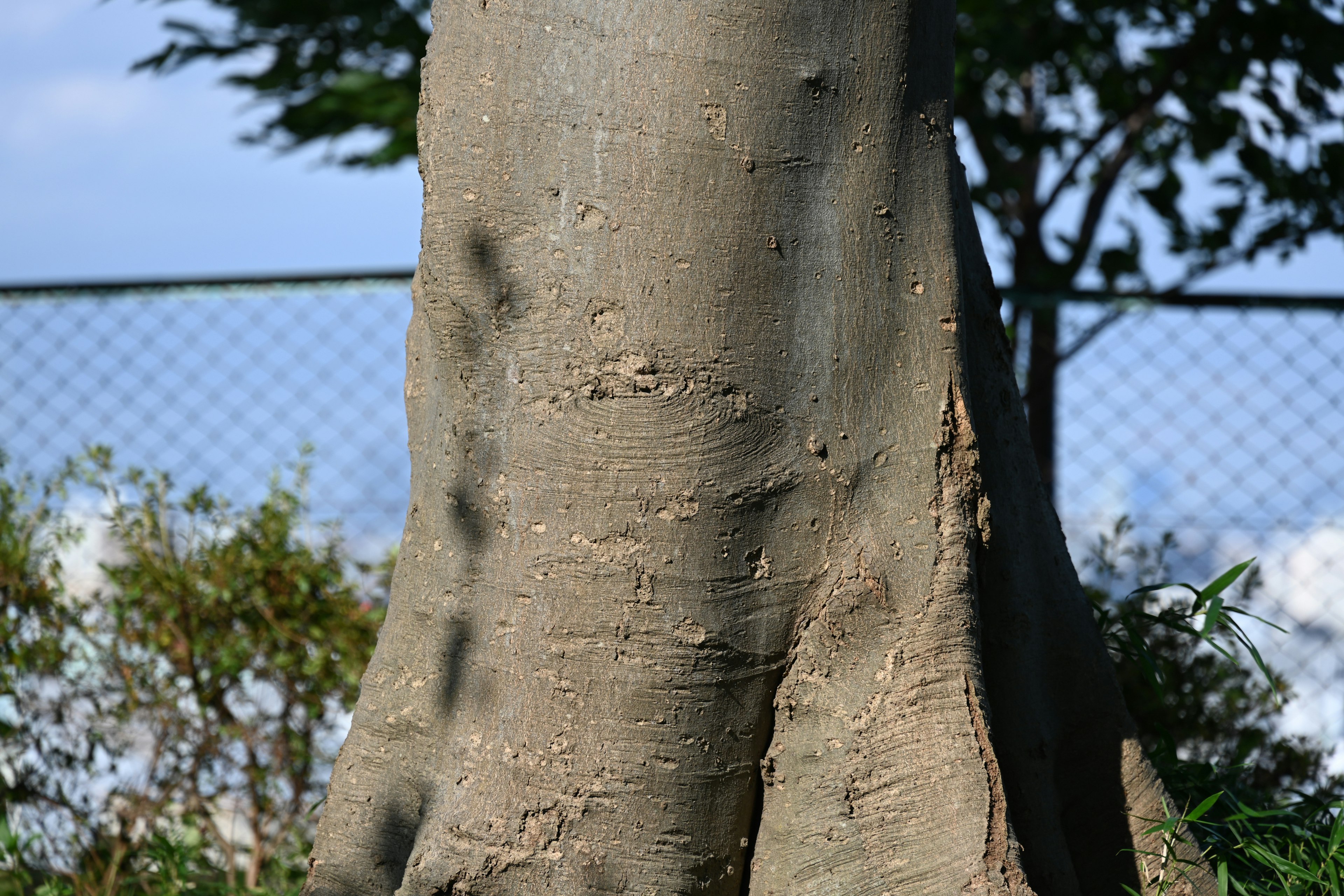 Fusto di albero spesso con piante verdi circostanti