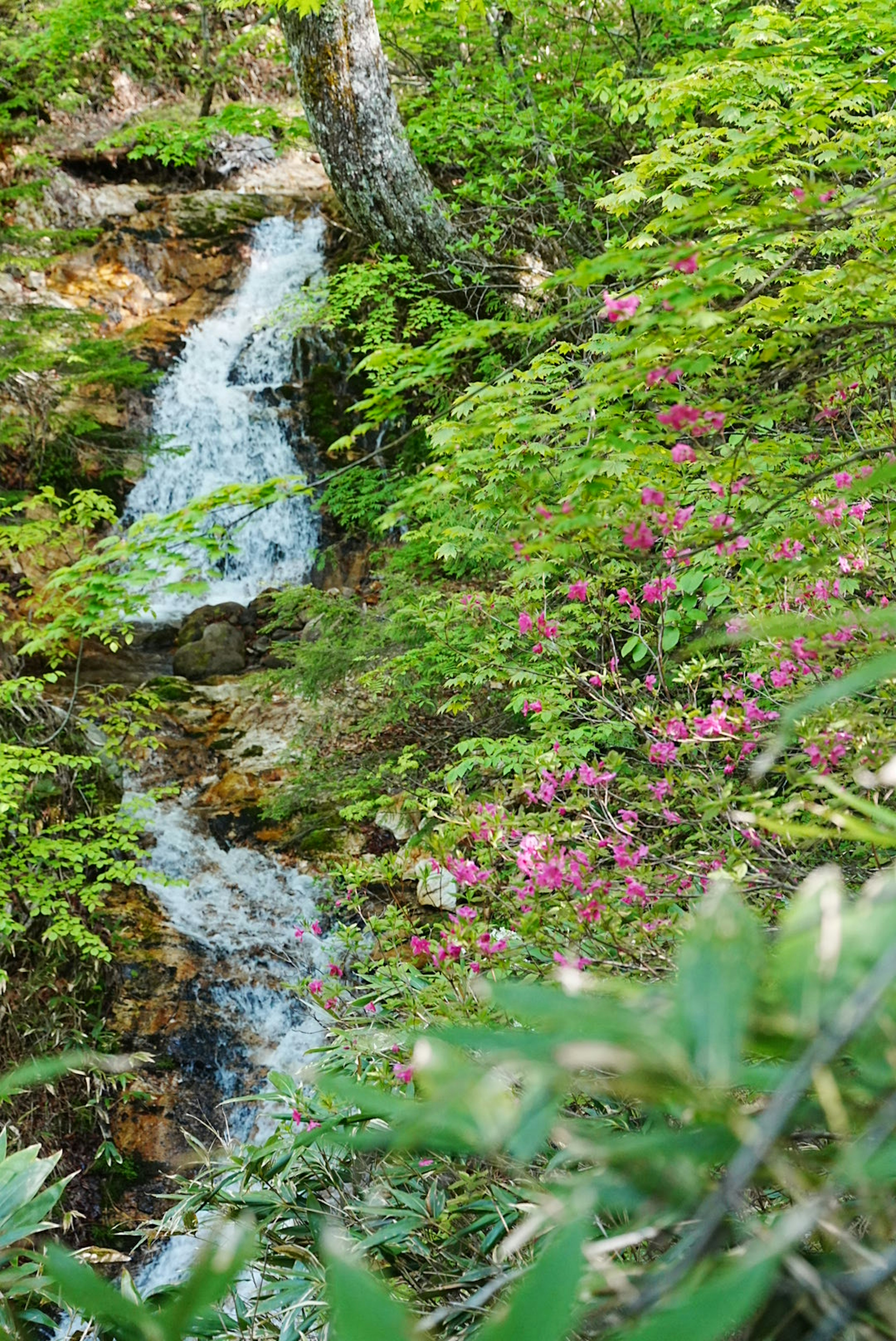 Ein kleiner Bach fließt durch einen üppigen grünen Wald mit rosa Blumen