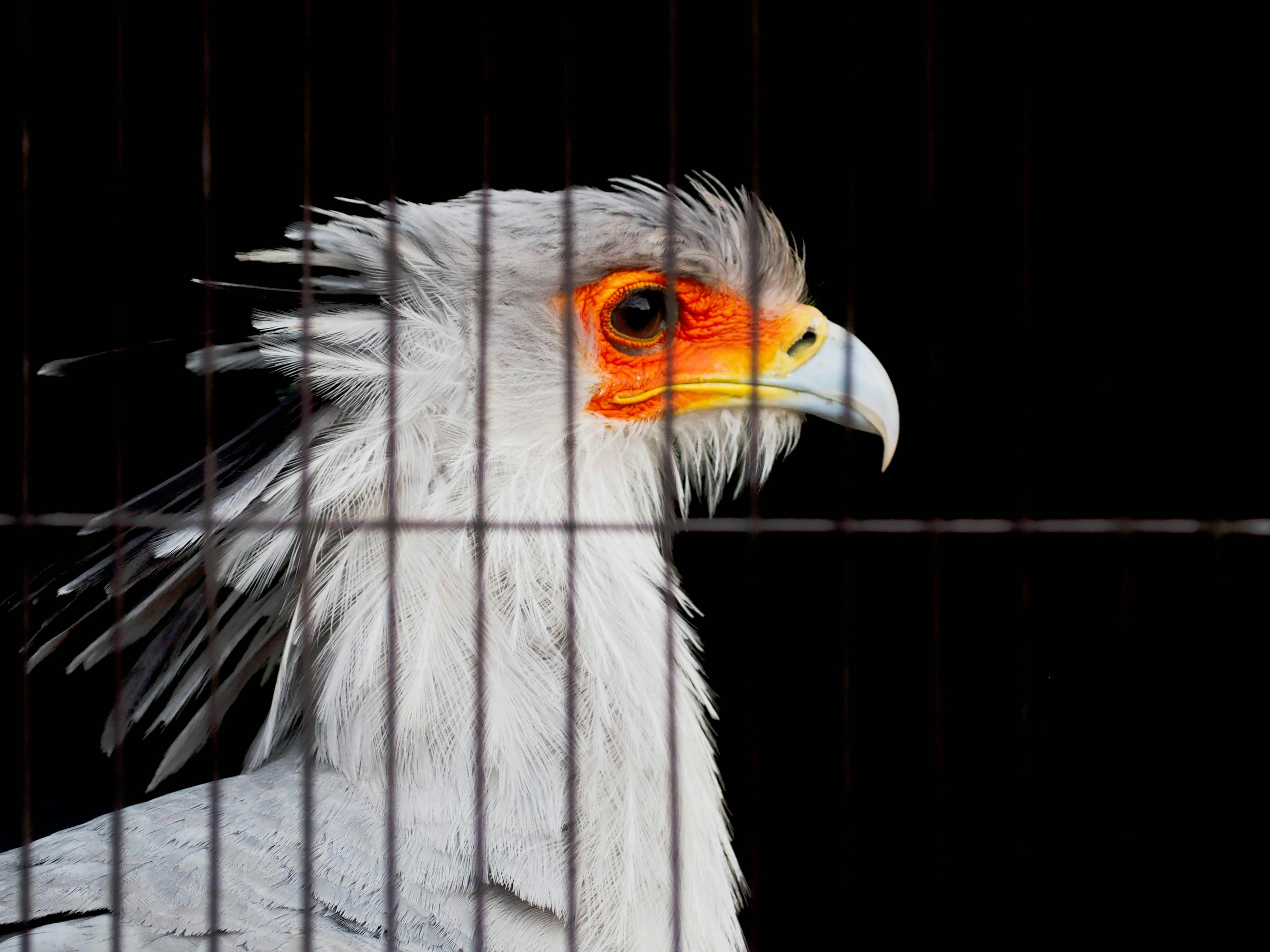 Profilbild eines Kapgeiers mit seinen markanten orangefarbenen Augen und weißen Federn