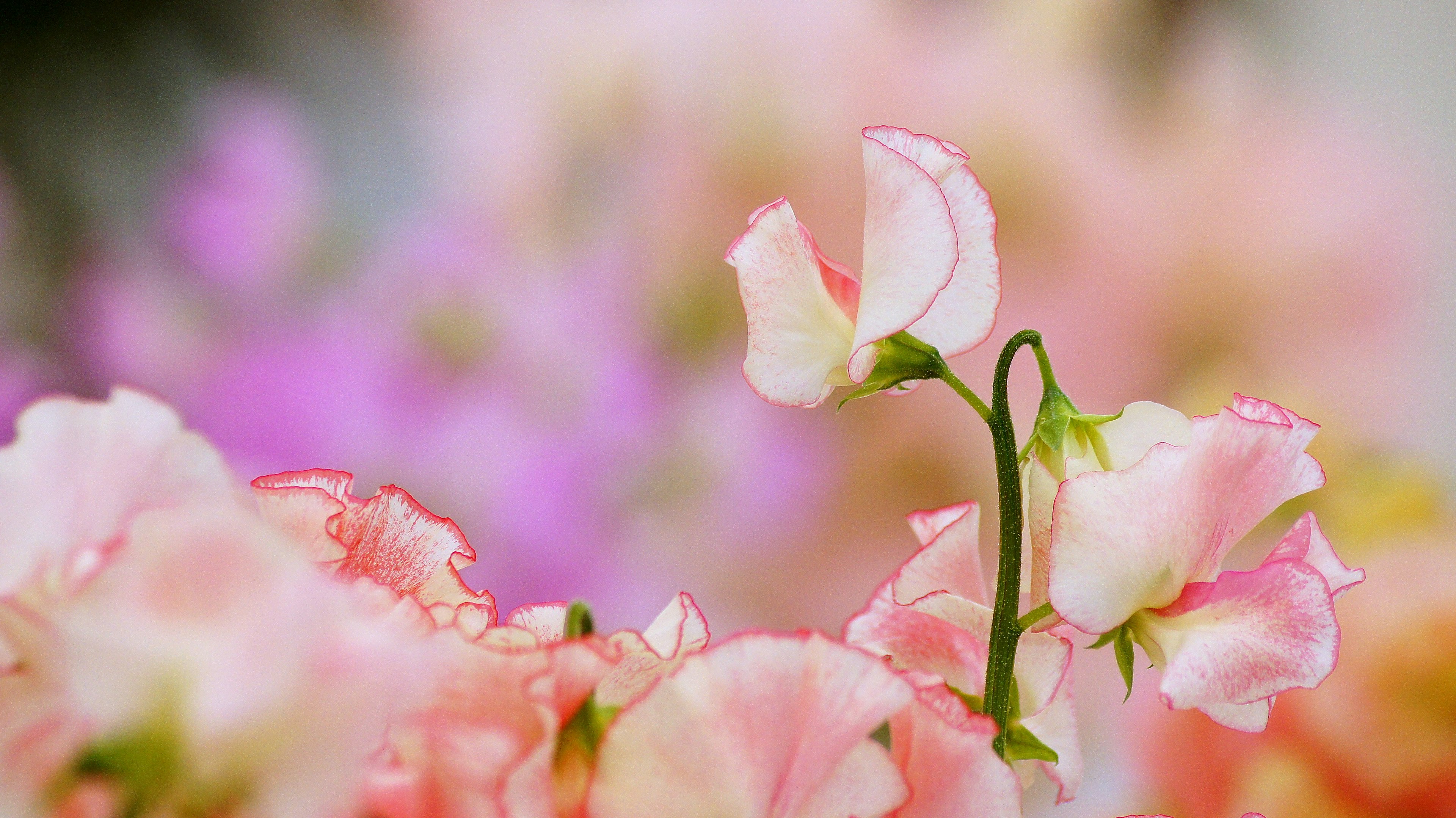 Flores de guisante dulce rosa delicadas en flor con un fondo borroso de flores coloridas