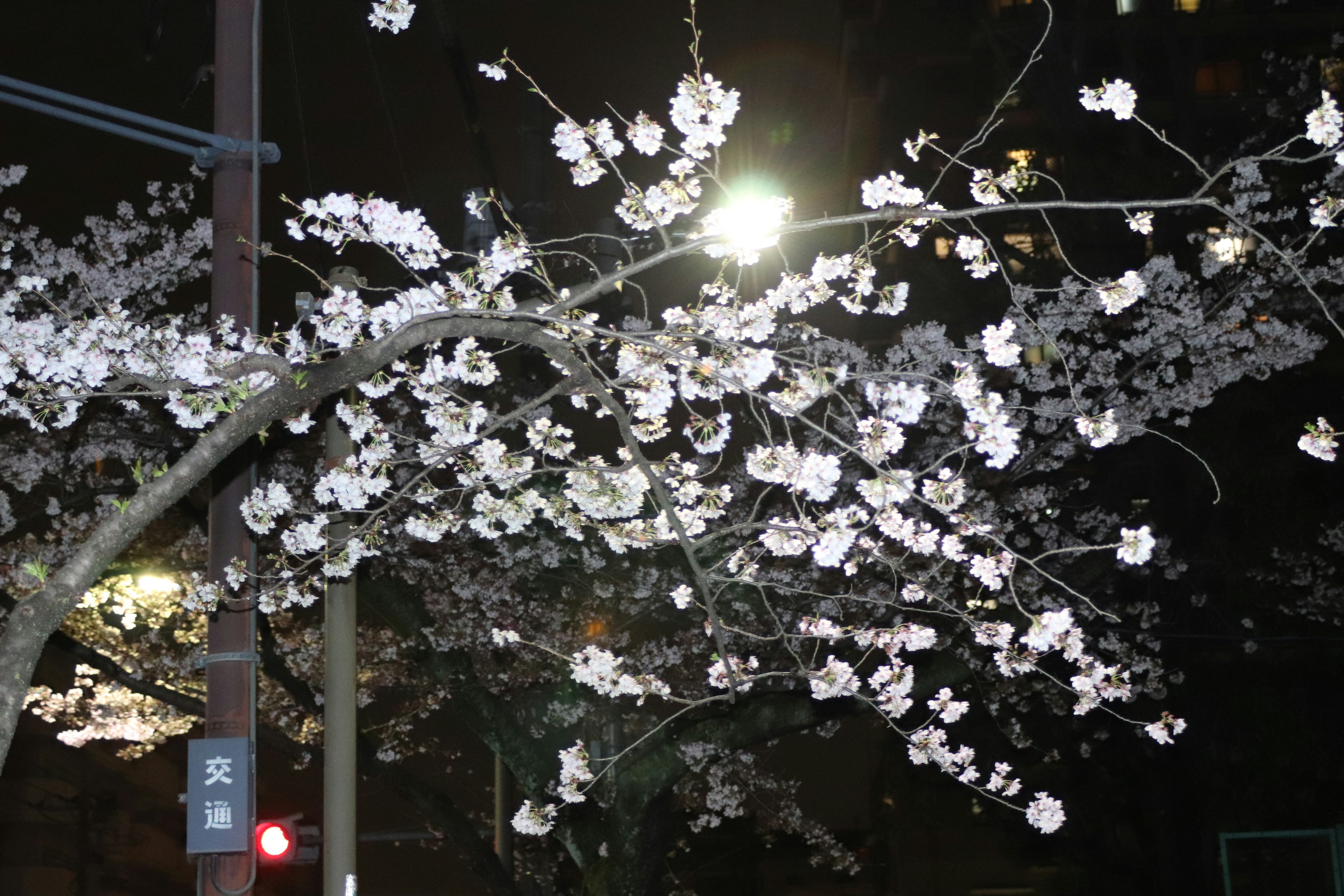 Bunga sakura mekar di malam hari diterangi lampu jalan