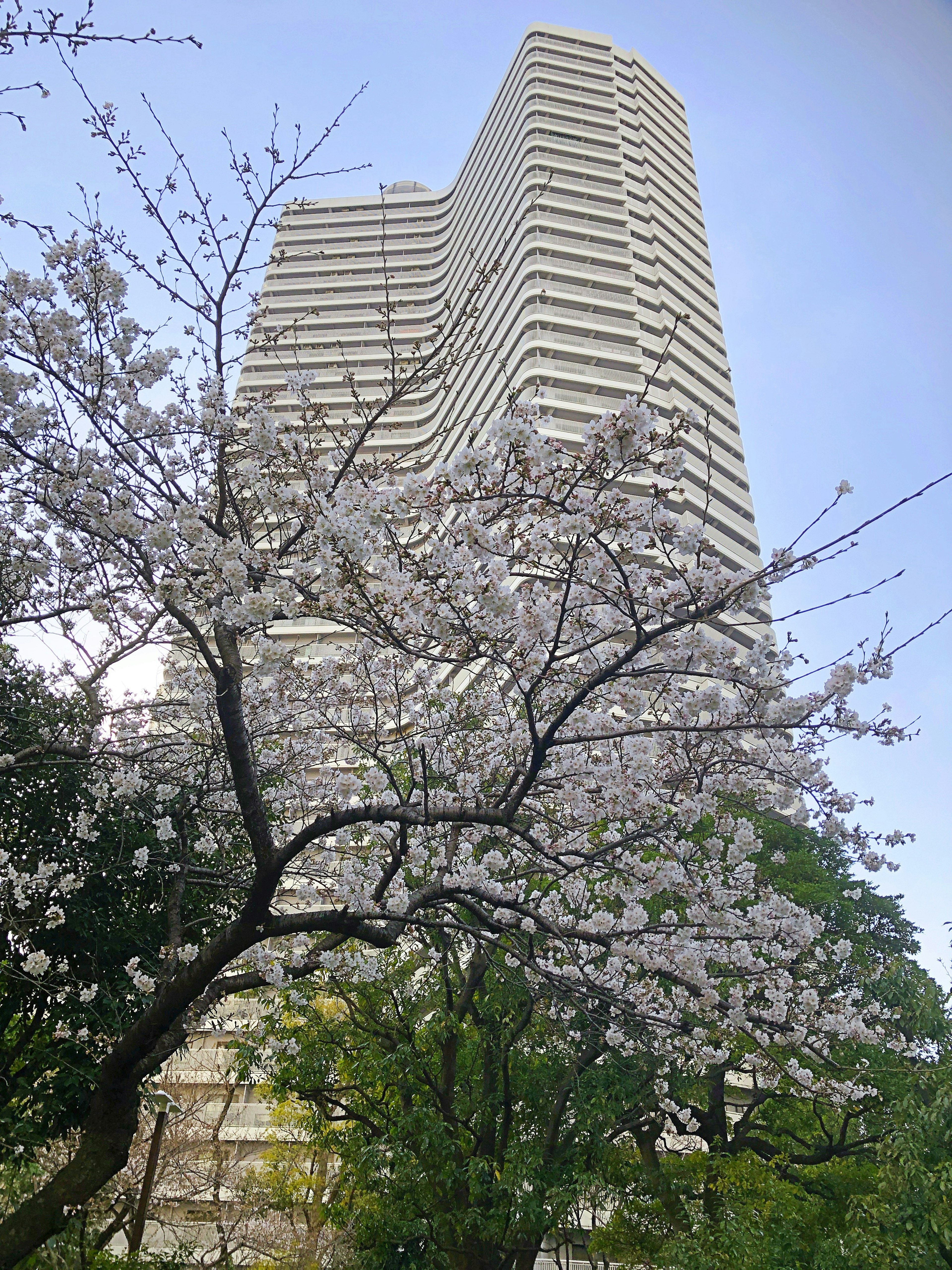 Pohon sakura berbunga dengan gedung pencakar langit modern