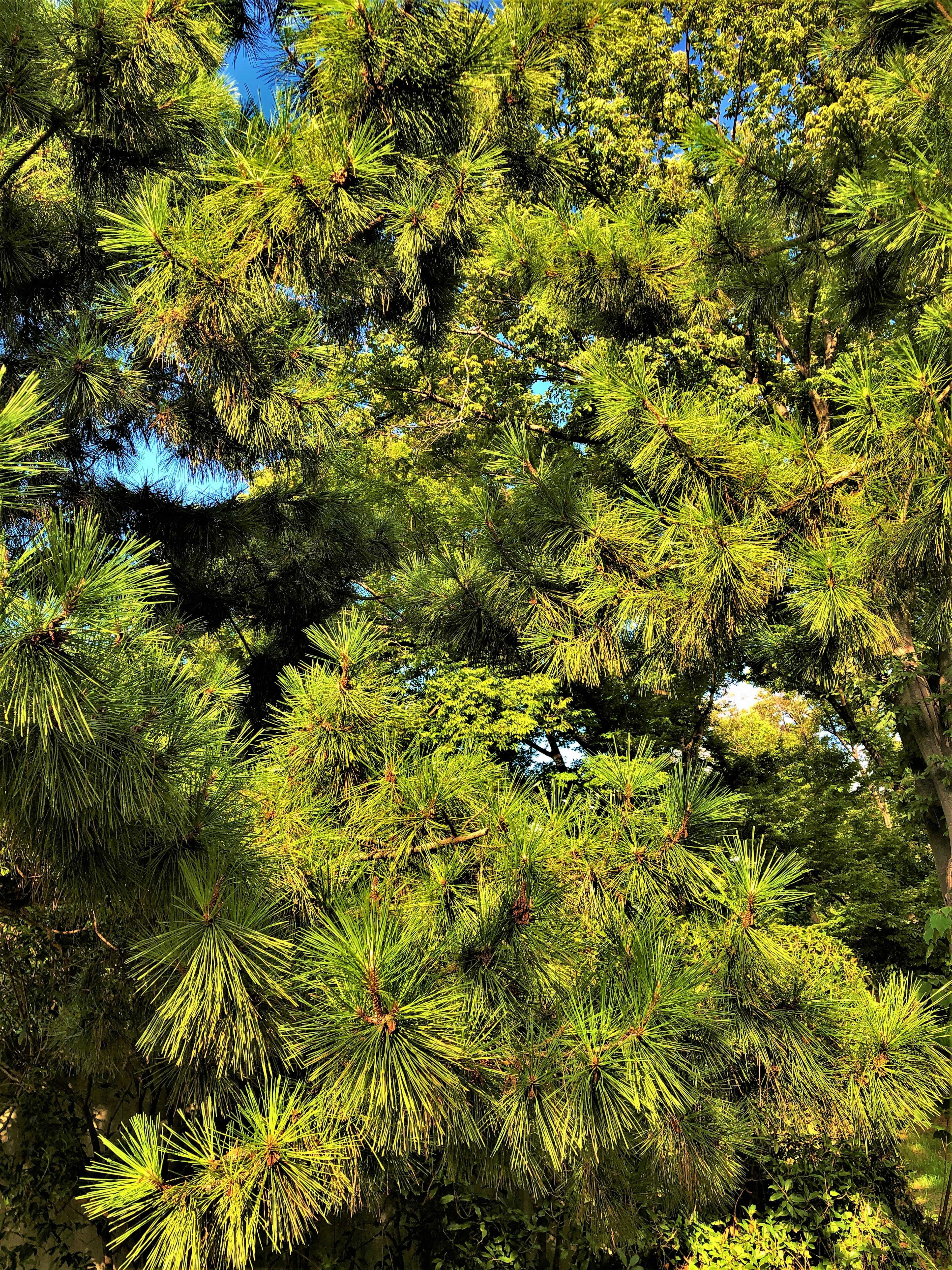 Daun pinus hijau subur dengan jarum yang cerah