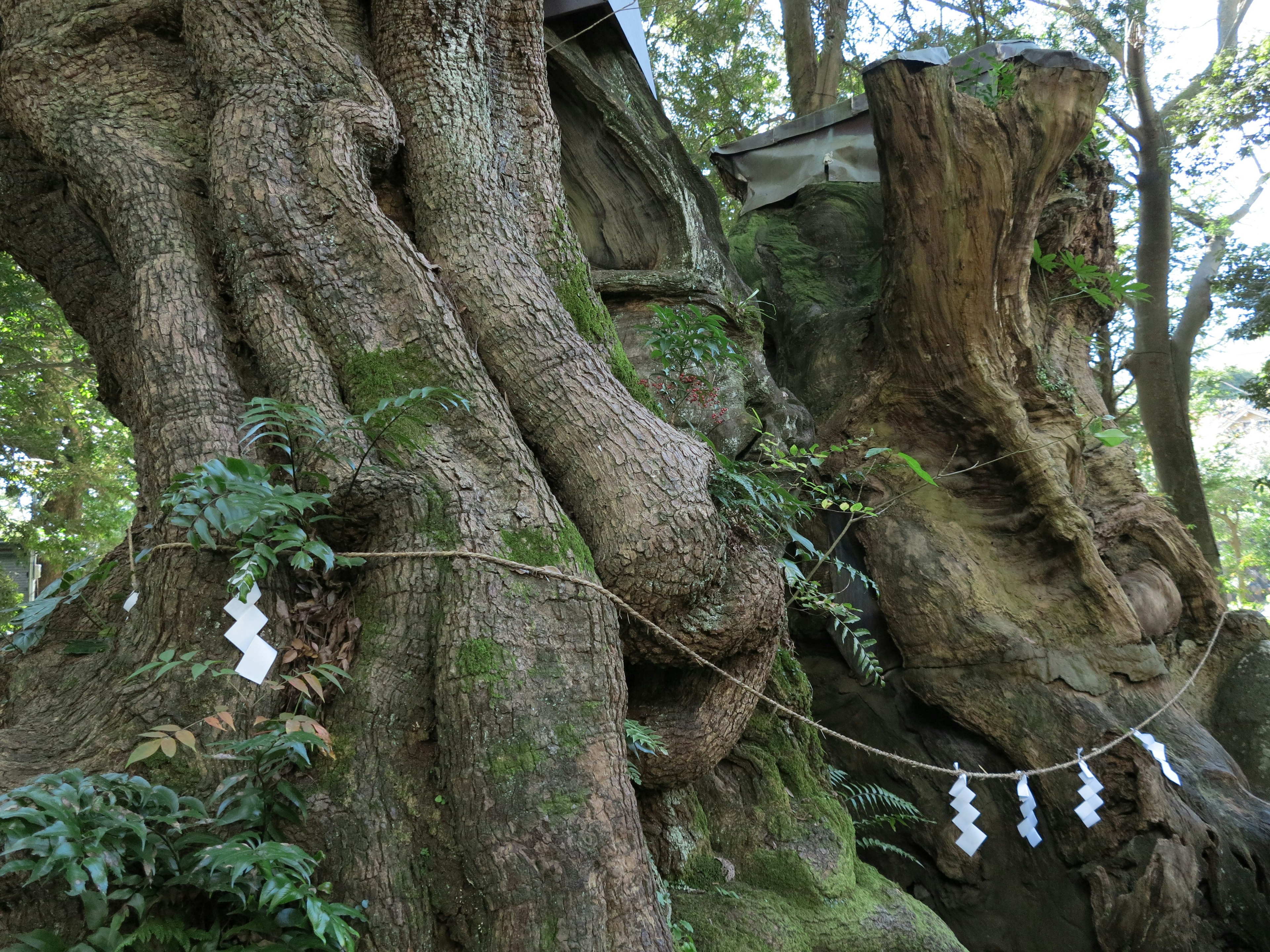 Tronchi di alberi antichi attorcigliati con decorazioni in carta bianca appese in un ambiente forestale sereno