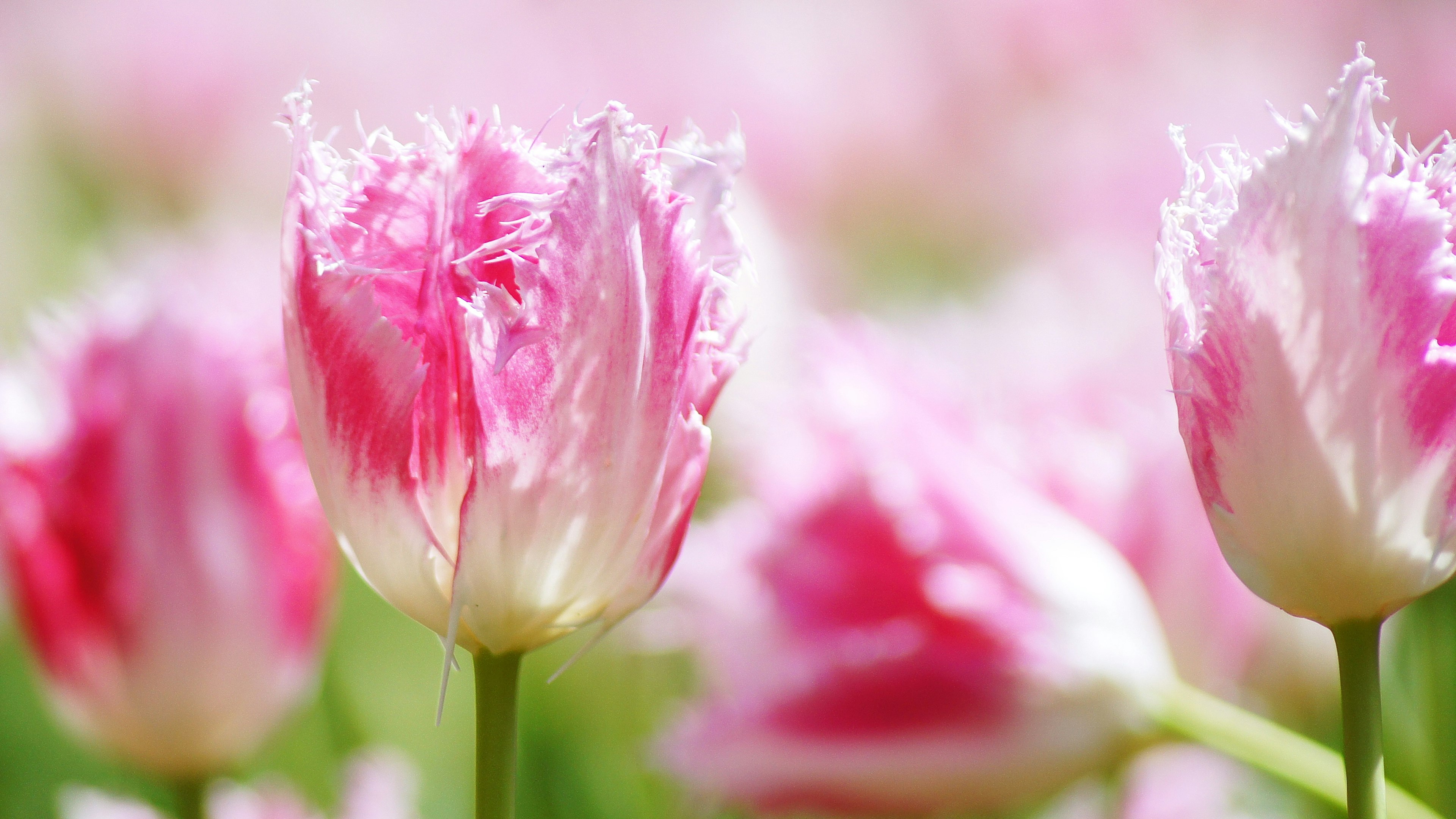 Kedekatan tulip merah muda lembut yang mekar di ladang bunga