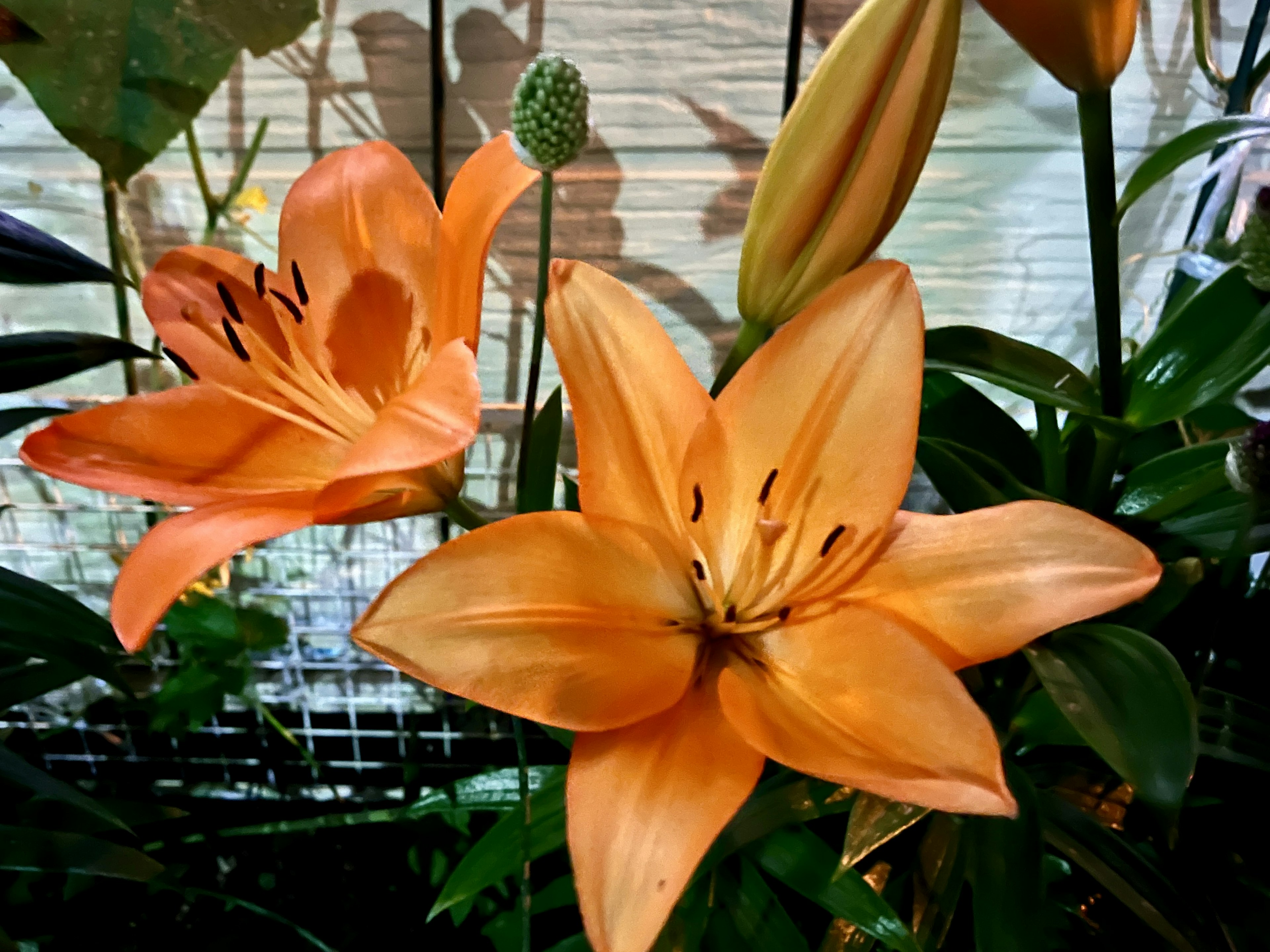 Lirios naranjas en flor en un jardín