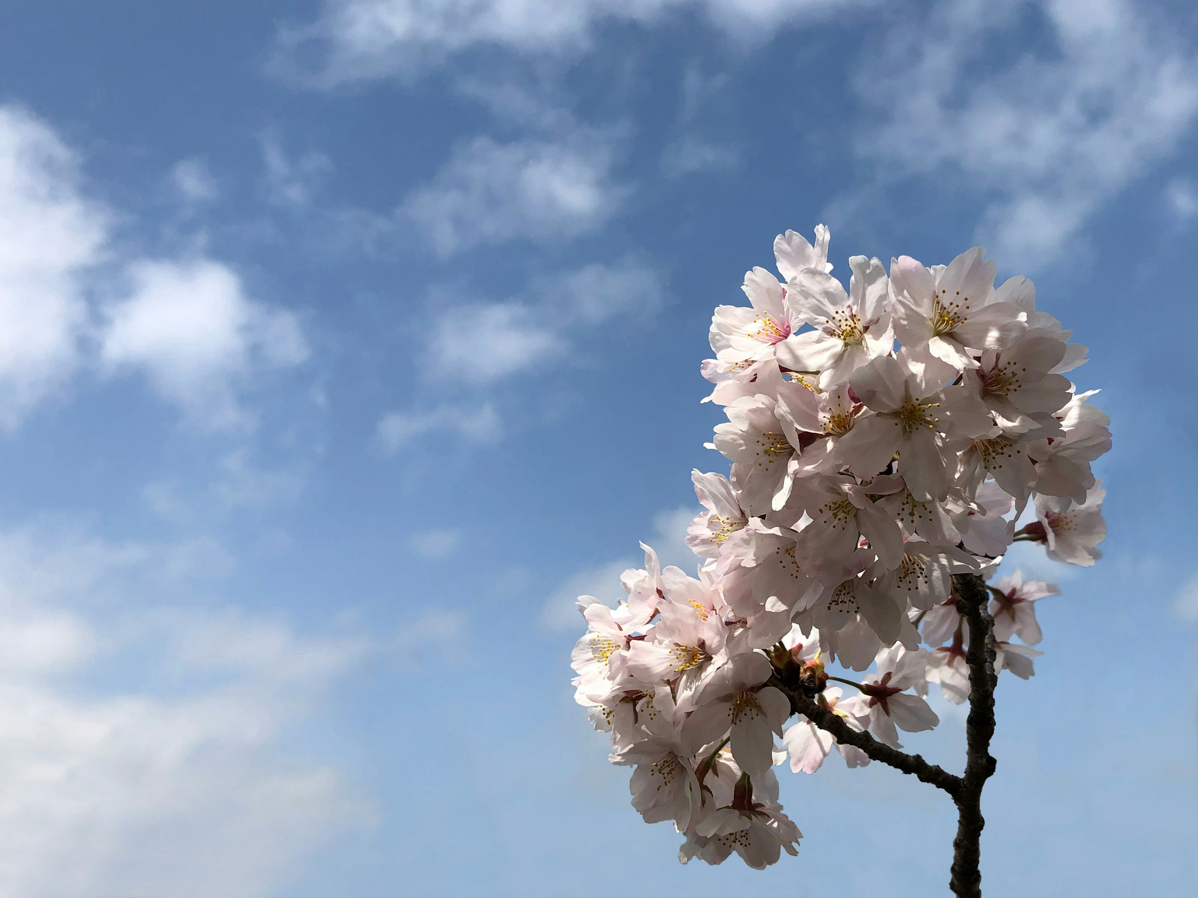 Acercamiento de flores de cerezo contra un cielo azul