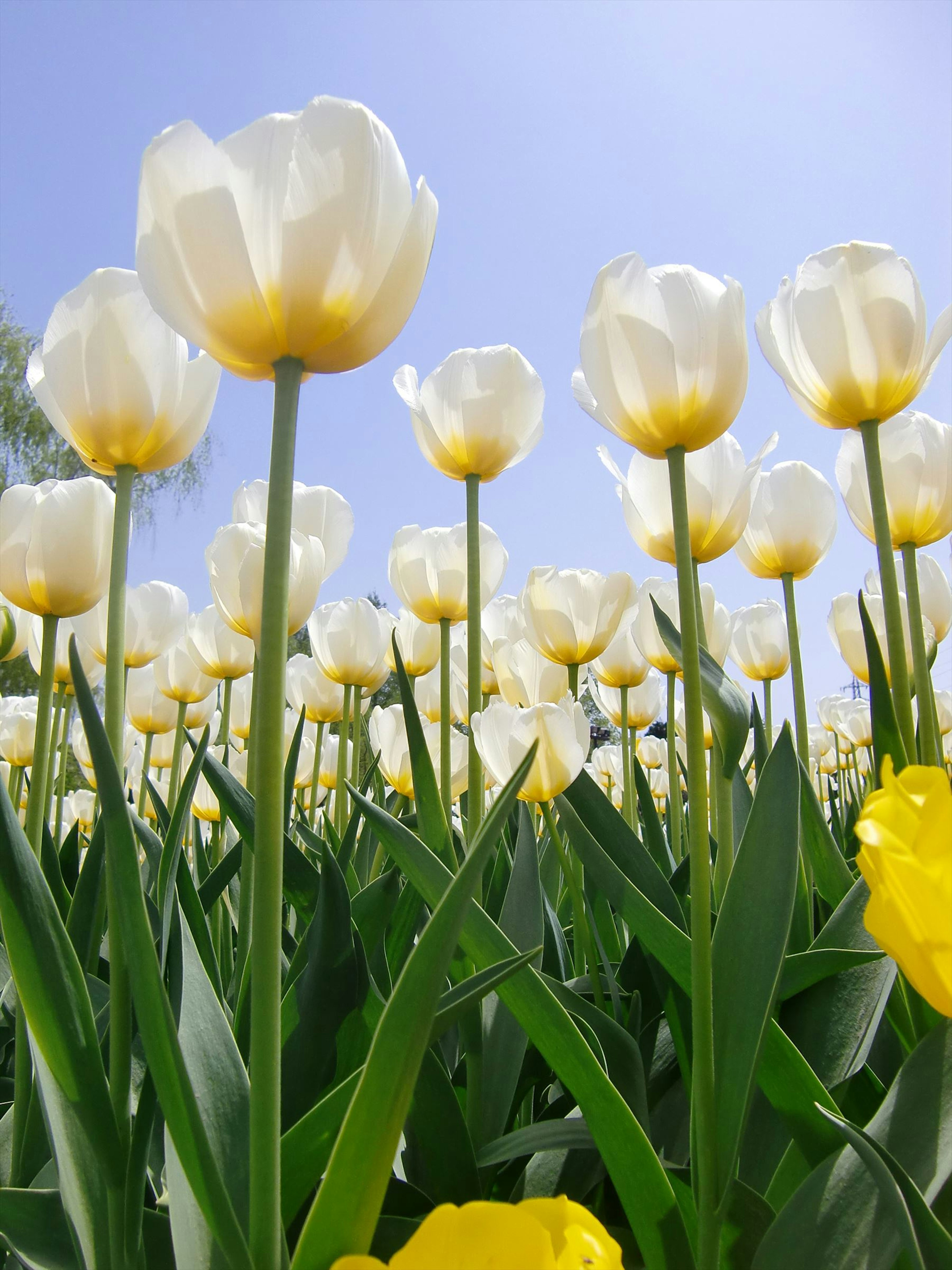 Feld mit weißen Tulpen und gelben Blumen unter einem klaren blauen Himmel