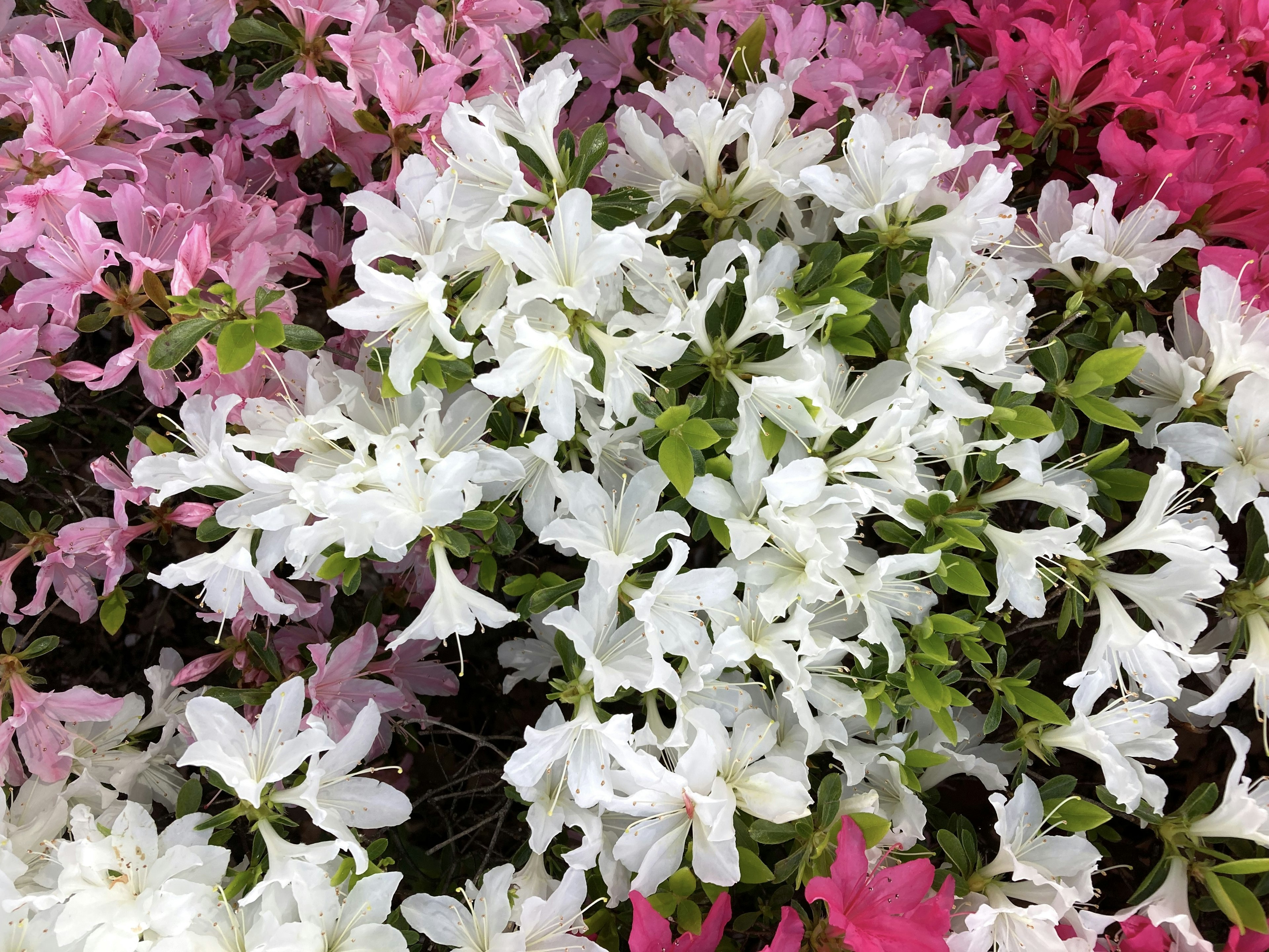 Fleurs d'azalée colorées en rose et blanc en pleine floraison