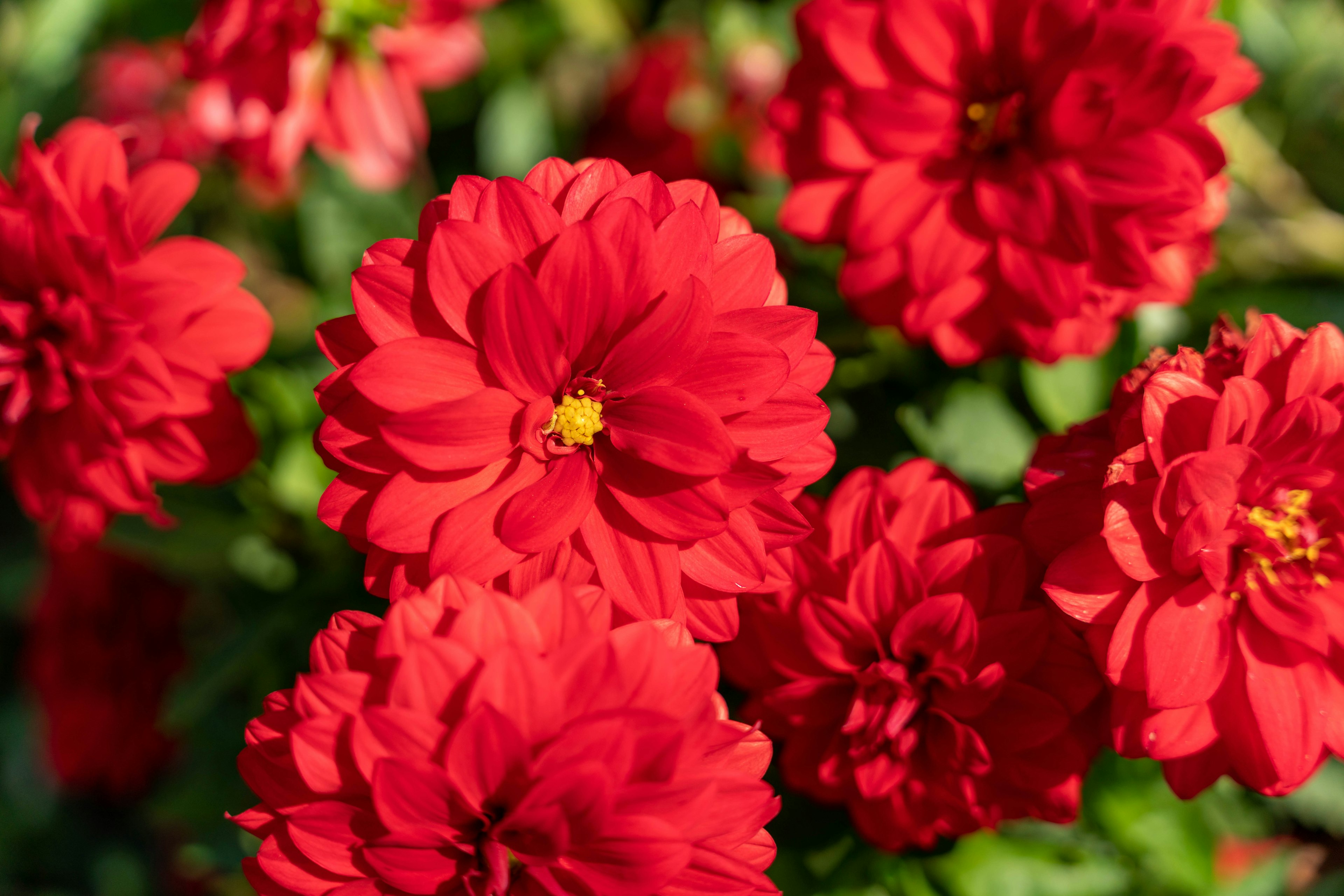 鮮やかな赤いダリアの花が咲いている