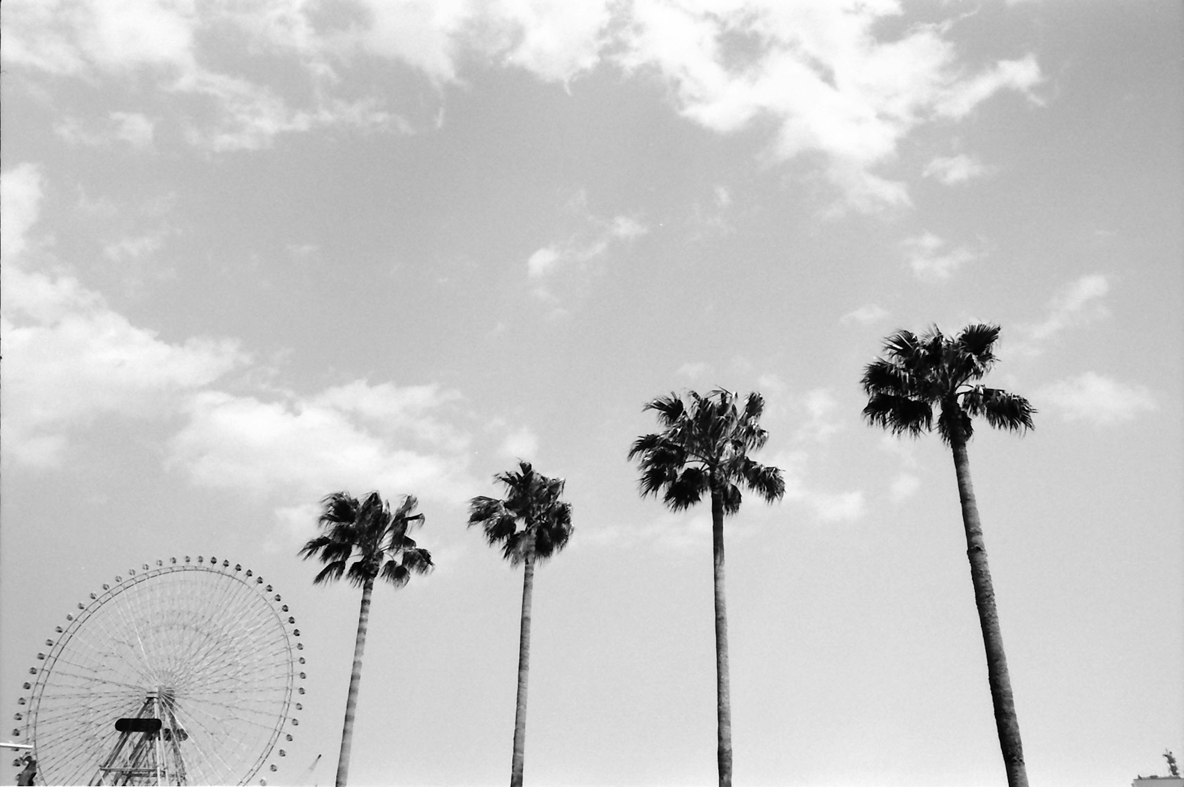 Imagen en blanco y negro de palmeras y una noria bajo un cielo nublado