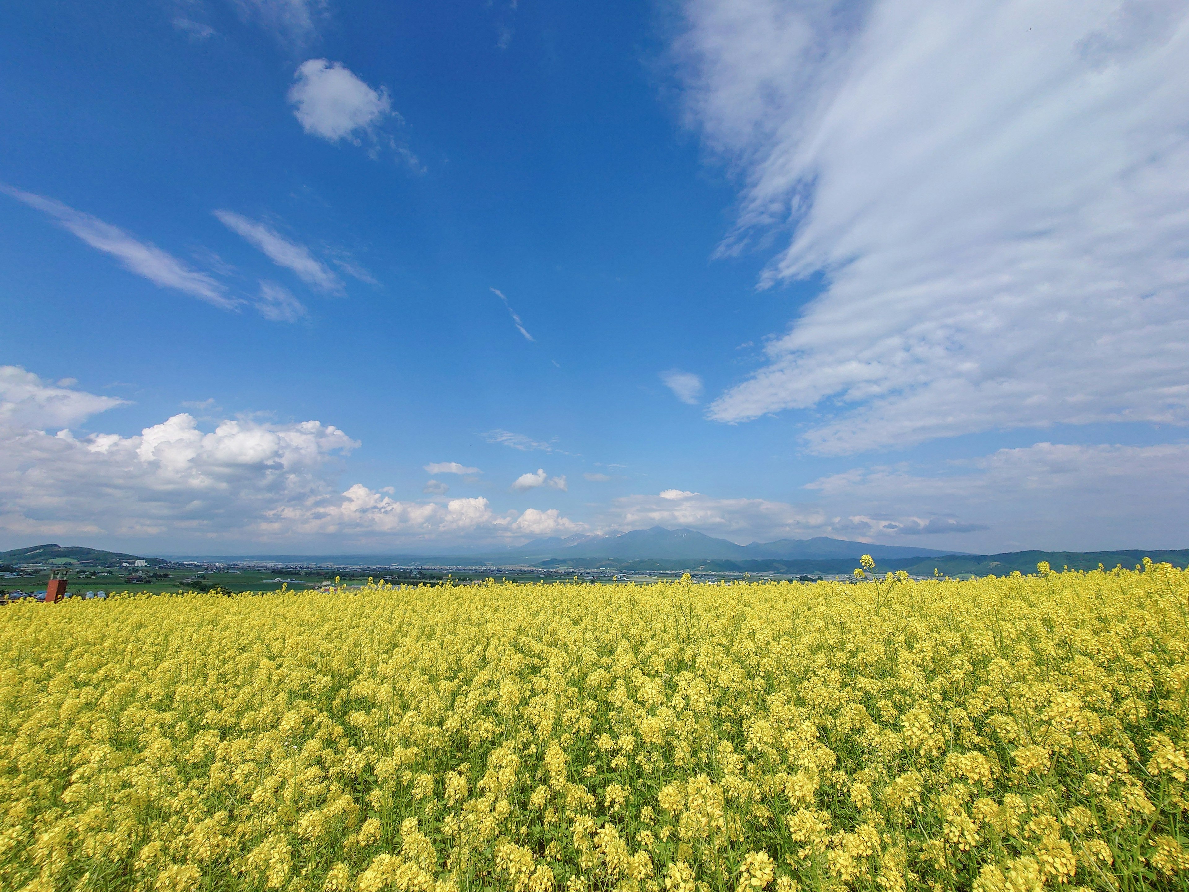 青空の下に広がる黄色い菜の花畑と遠くの山々