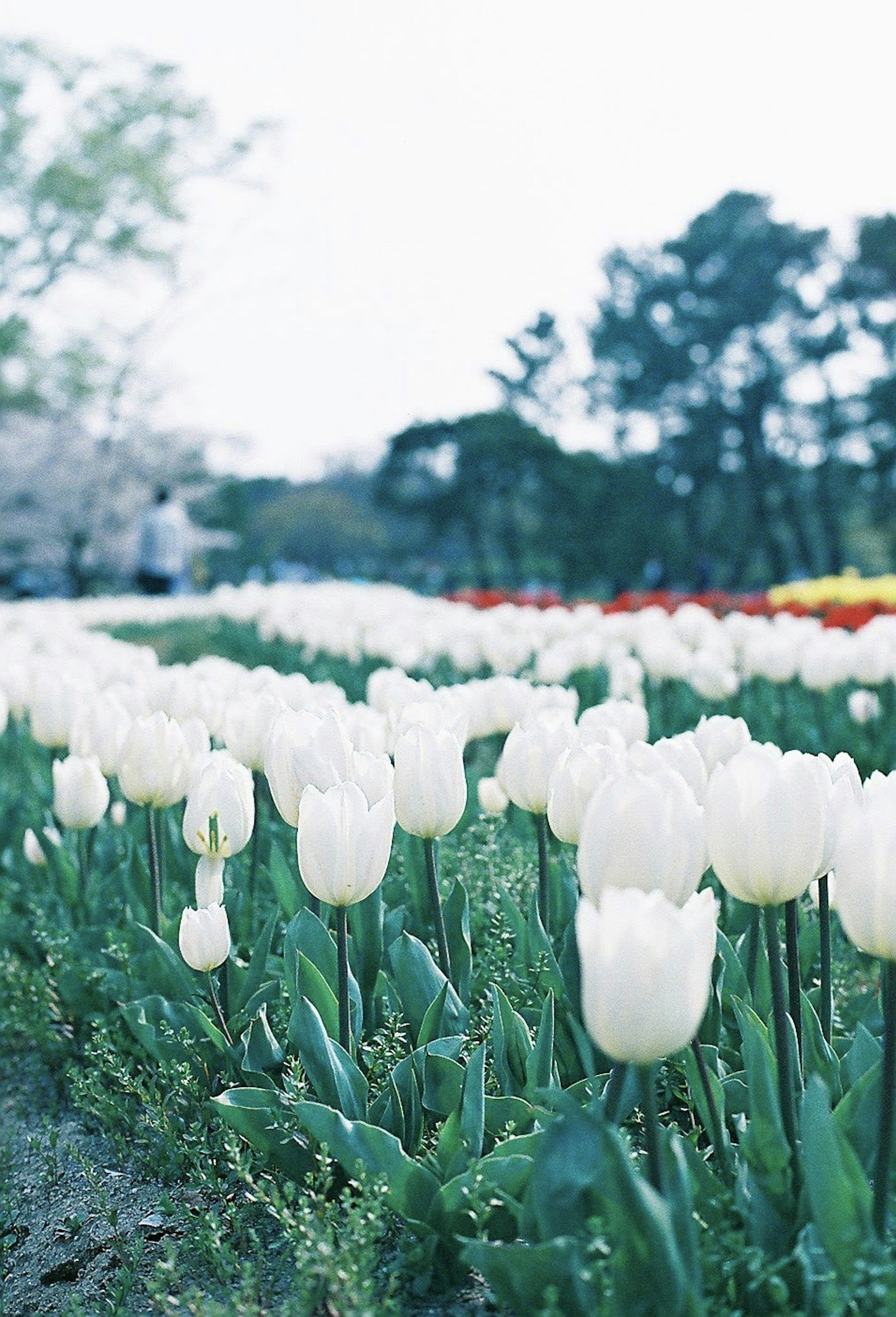 Field of white tulips with a soft blue background