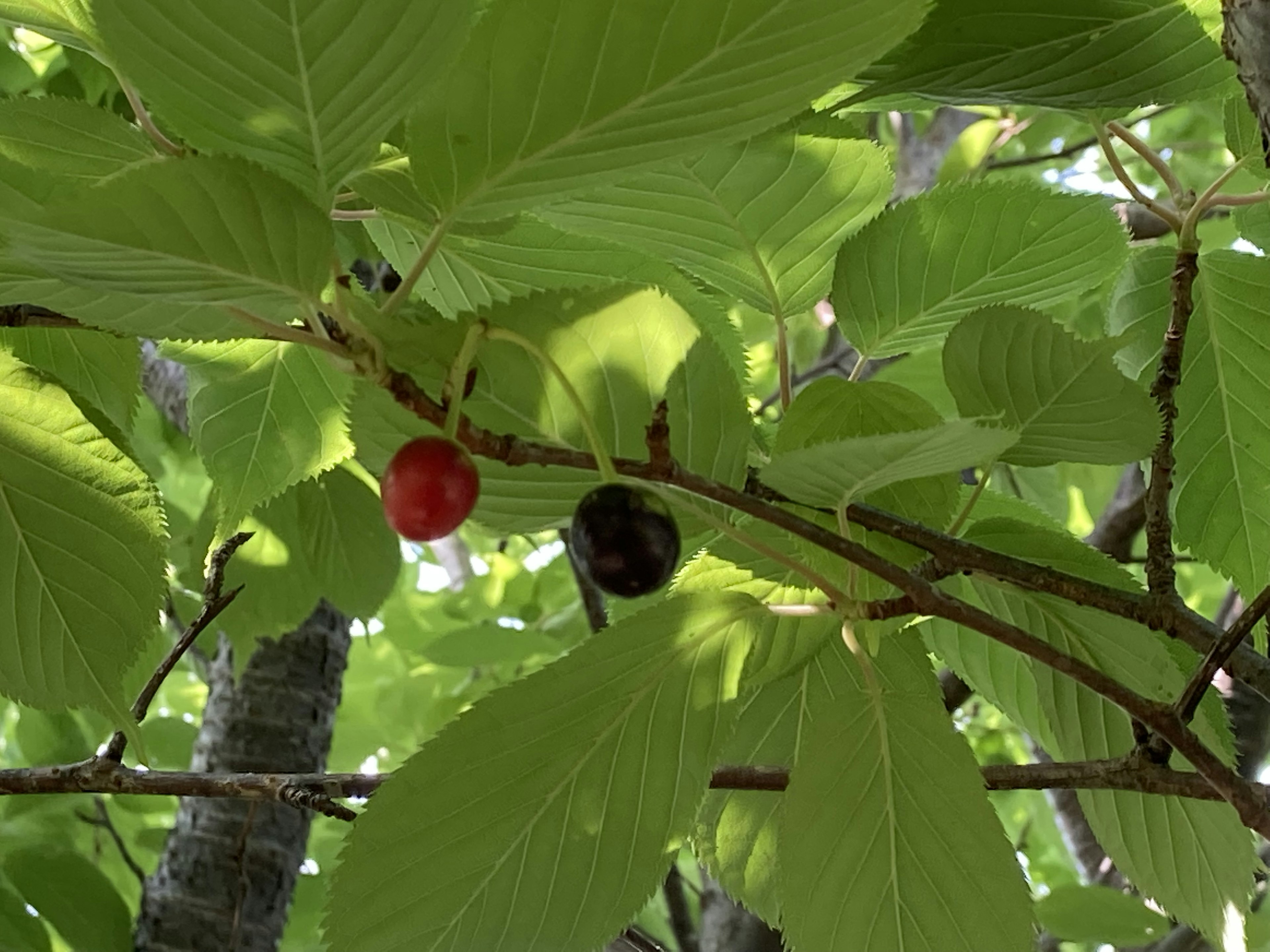 Cabang dengan buah merah dan hitam di antara daun hijau