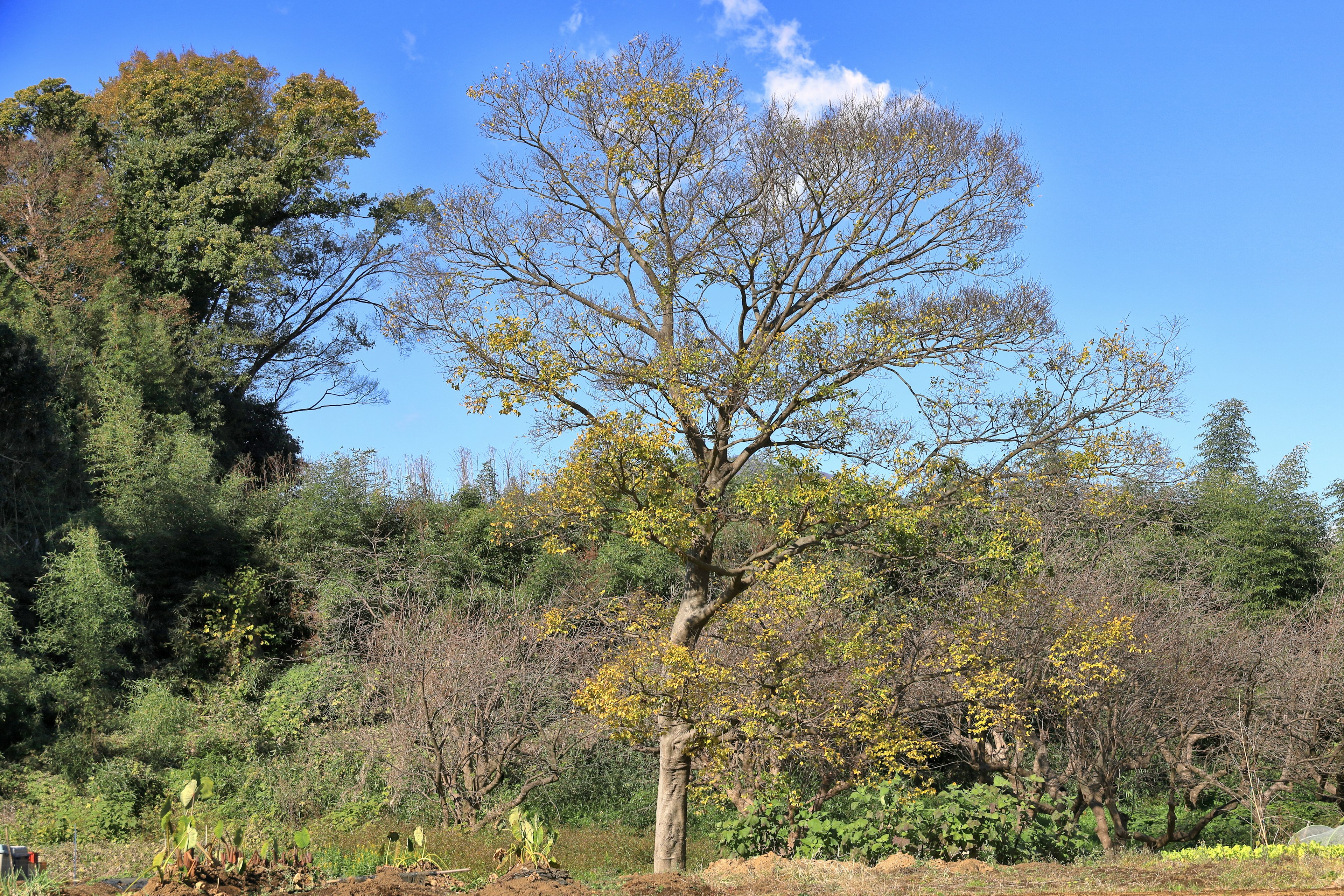 A single tree under a blue sky surrounded by greenery