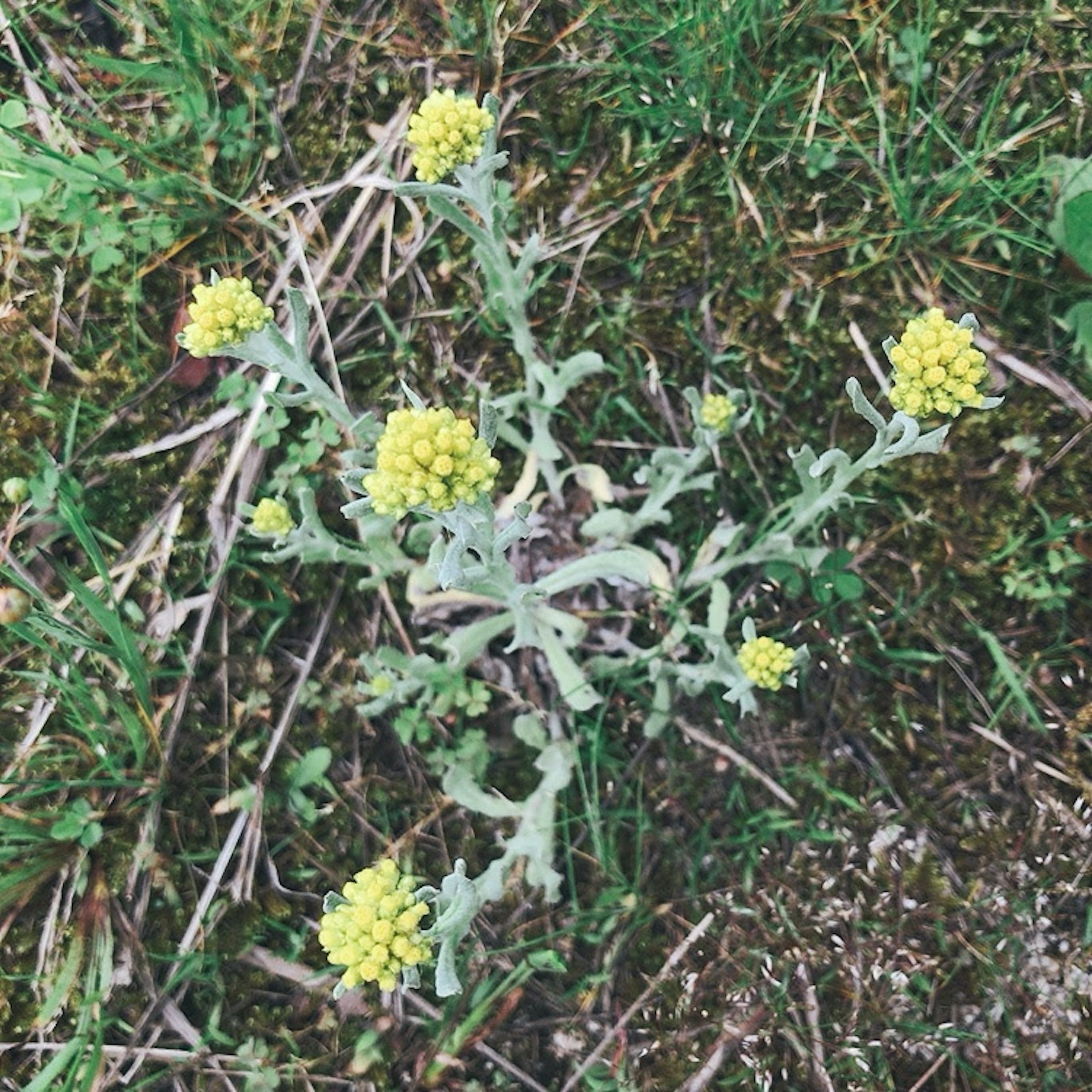 Top view of a plant with yellow flowers growing on grass