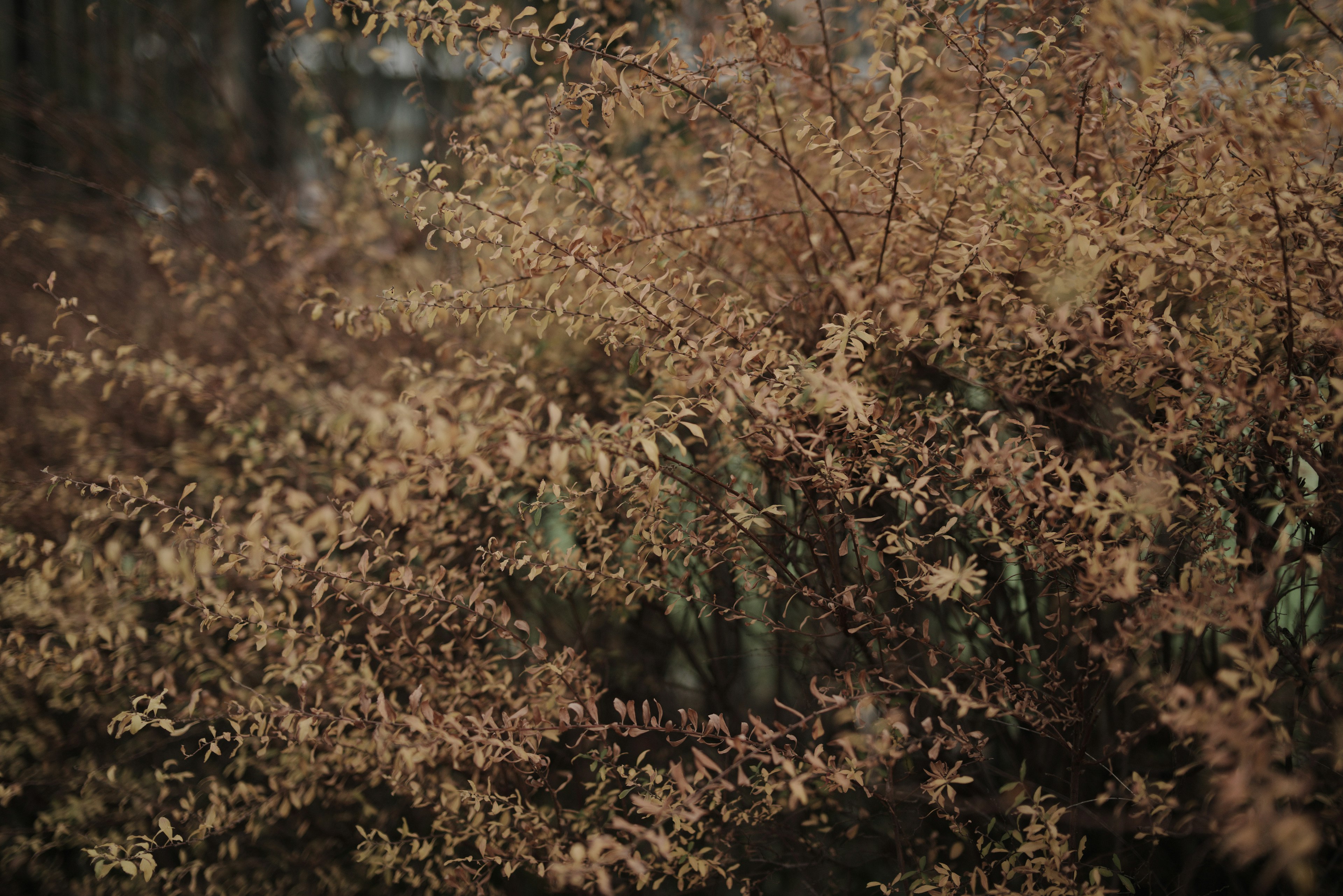 Un paysage avec des feuilles d'automne de couleur claire