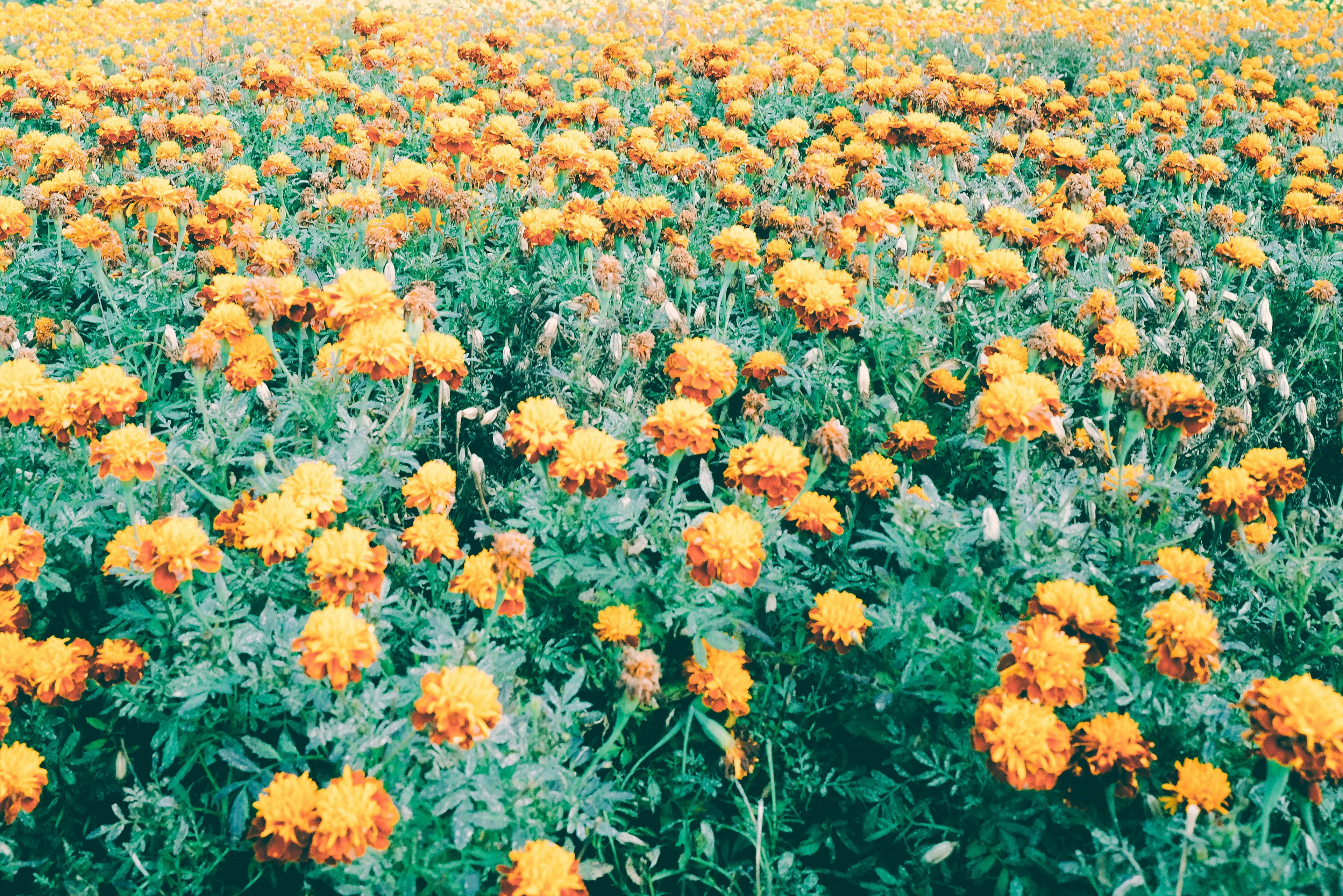 Weites Feld mit blühenden orangefarbenen Ringelblumen