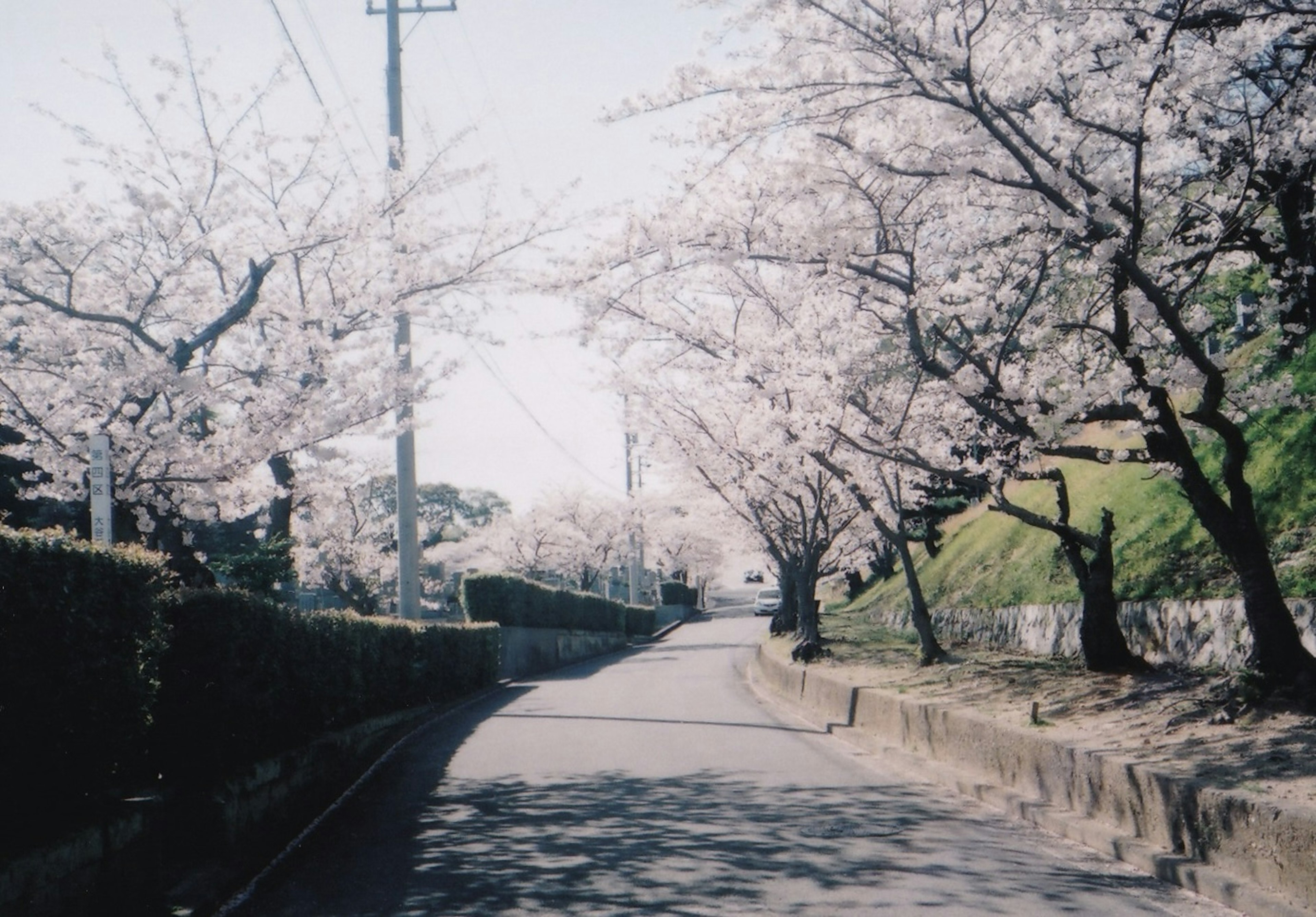 Una strada tranquilla fiancheggiata da alberi di ciliegio in fiore