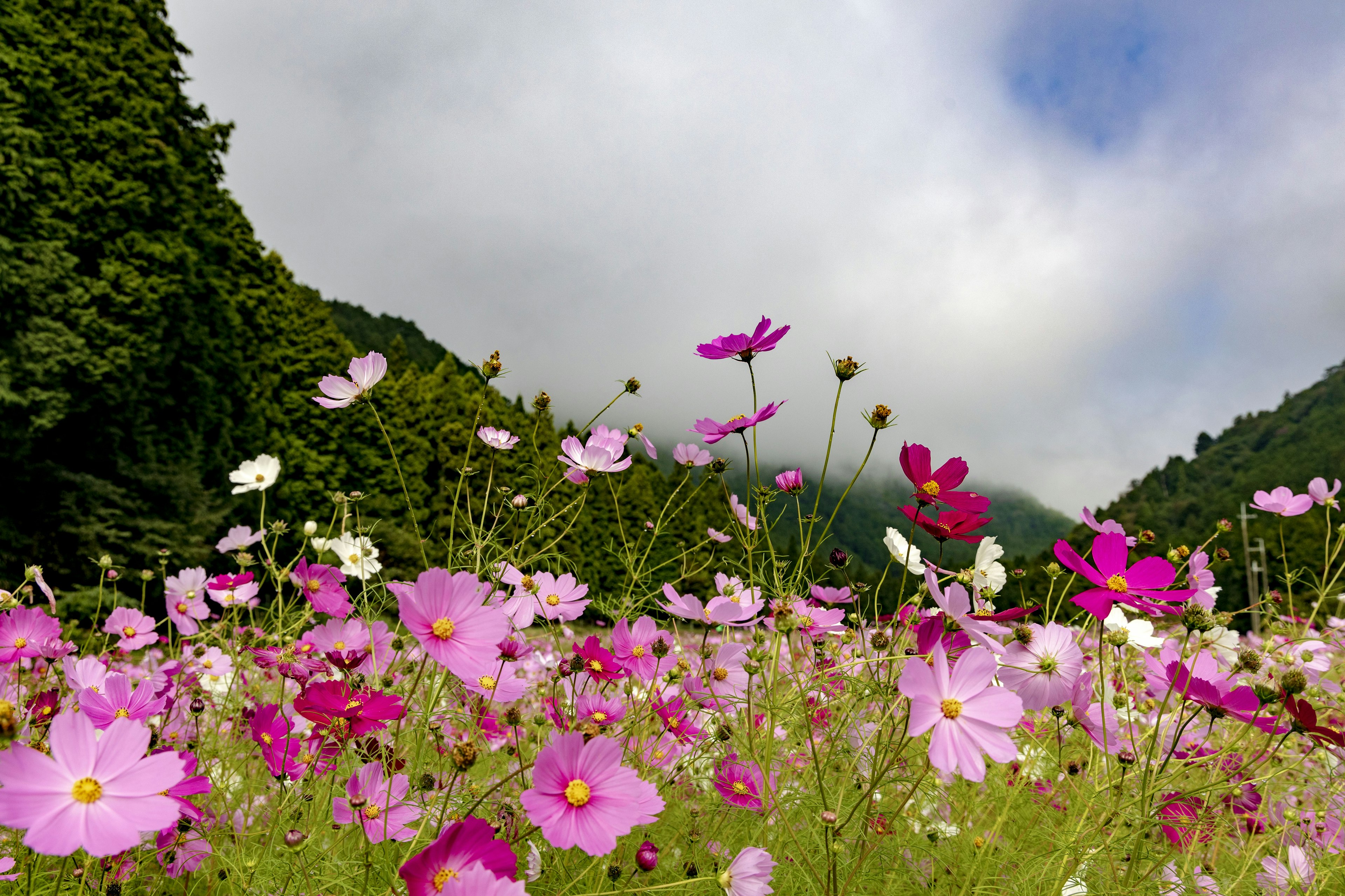 Cánh đồng hoa cosmos rực rỡ với màu xanh tươi tốt ở phía sau