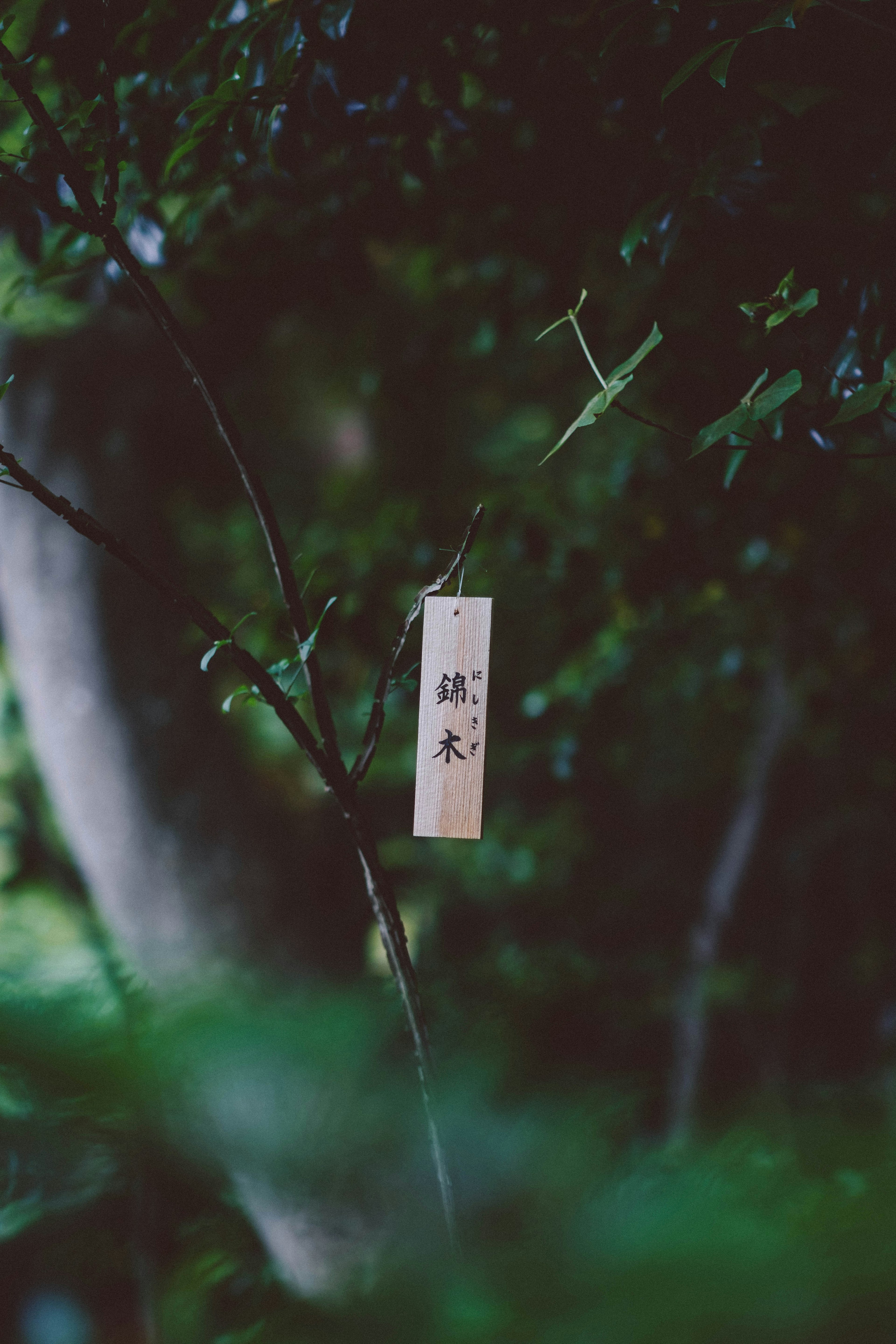 A white tag hanging on a branch in a green forest