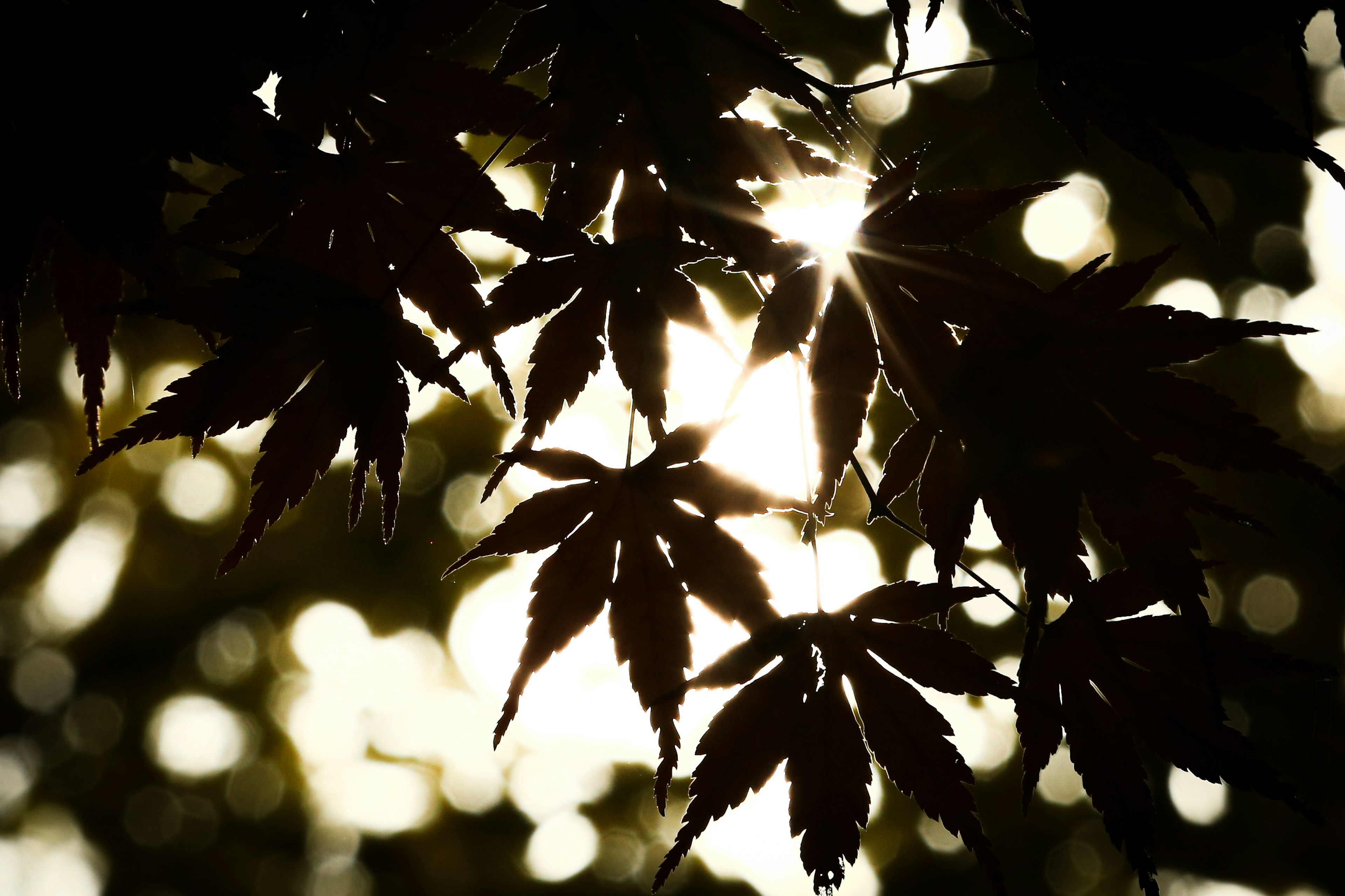 Silhouette von Blättern mit Sonnenlicht, das durchscheint