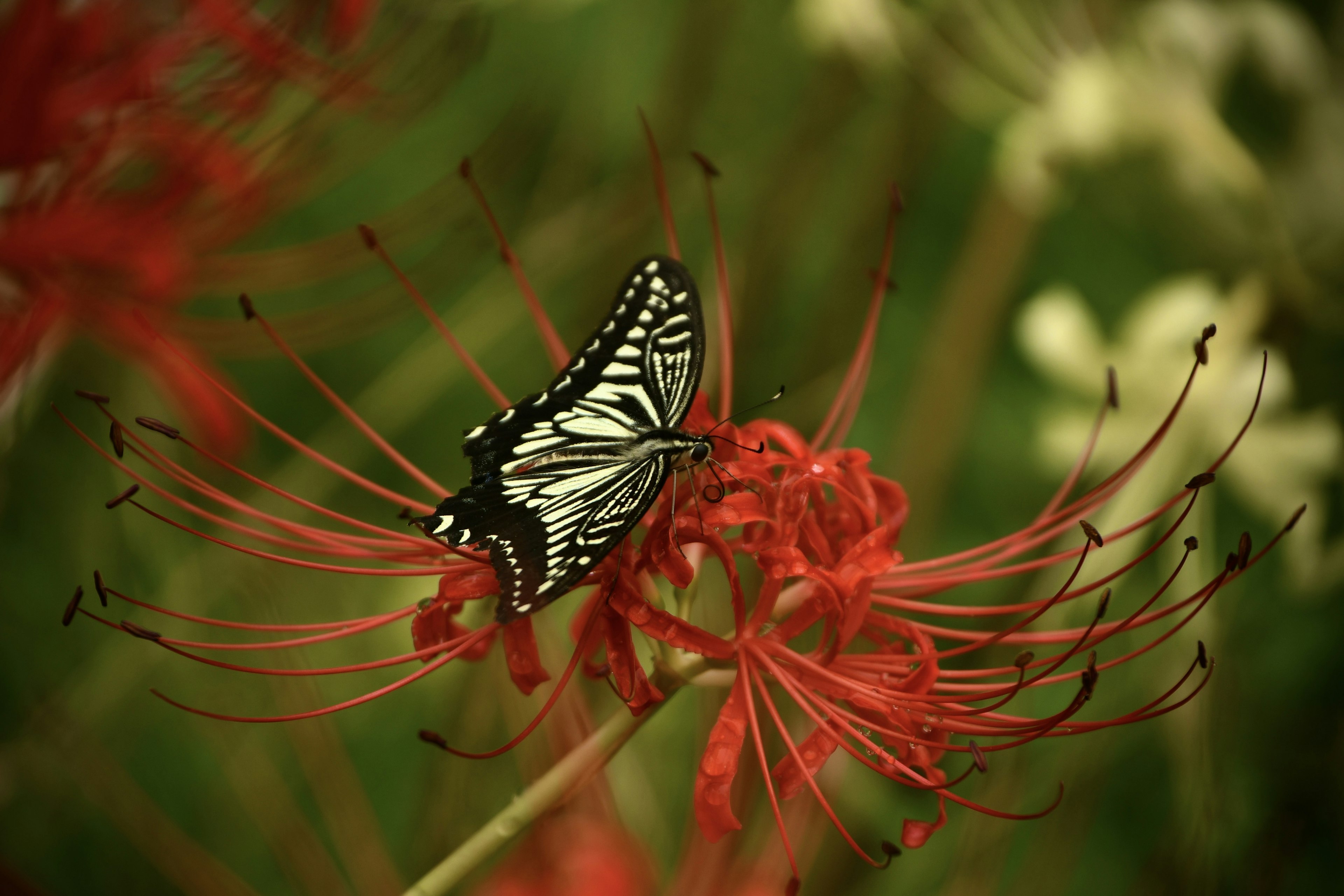 Ein schwarz-weißer Schmetterling auf lebhaften roten Blumen