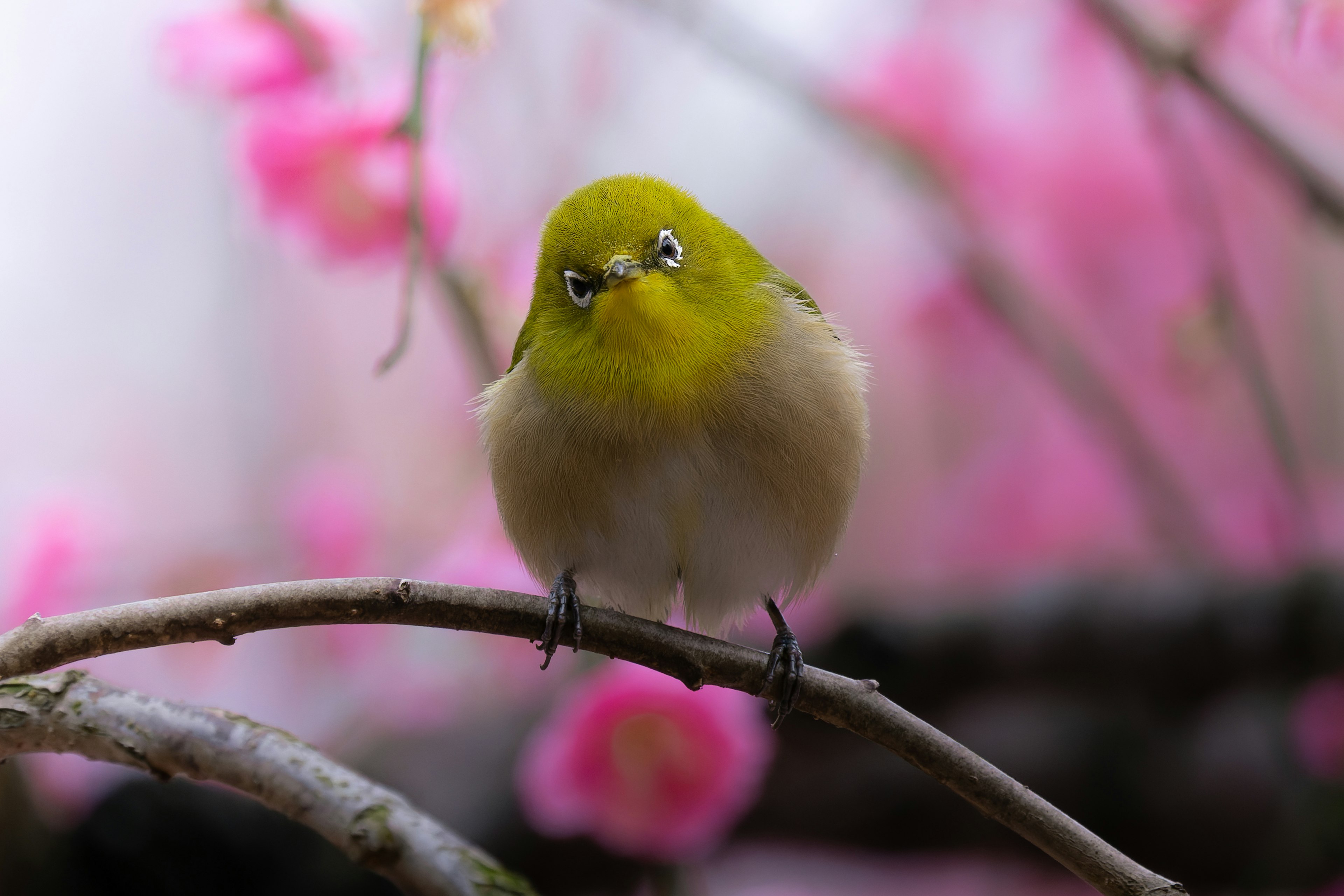 Ein kleiner grüner Vogel sitzt auf einem Zweig mit rosa Blumen