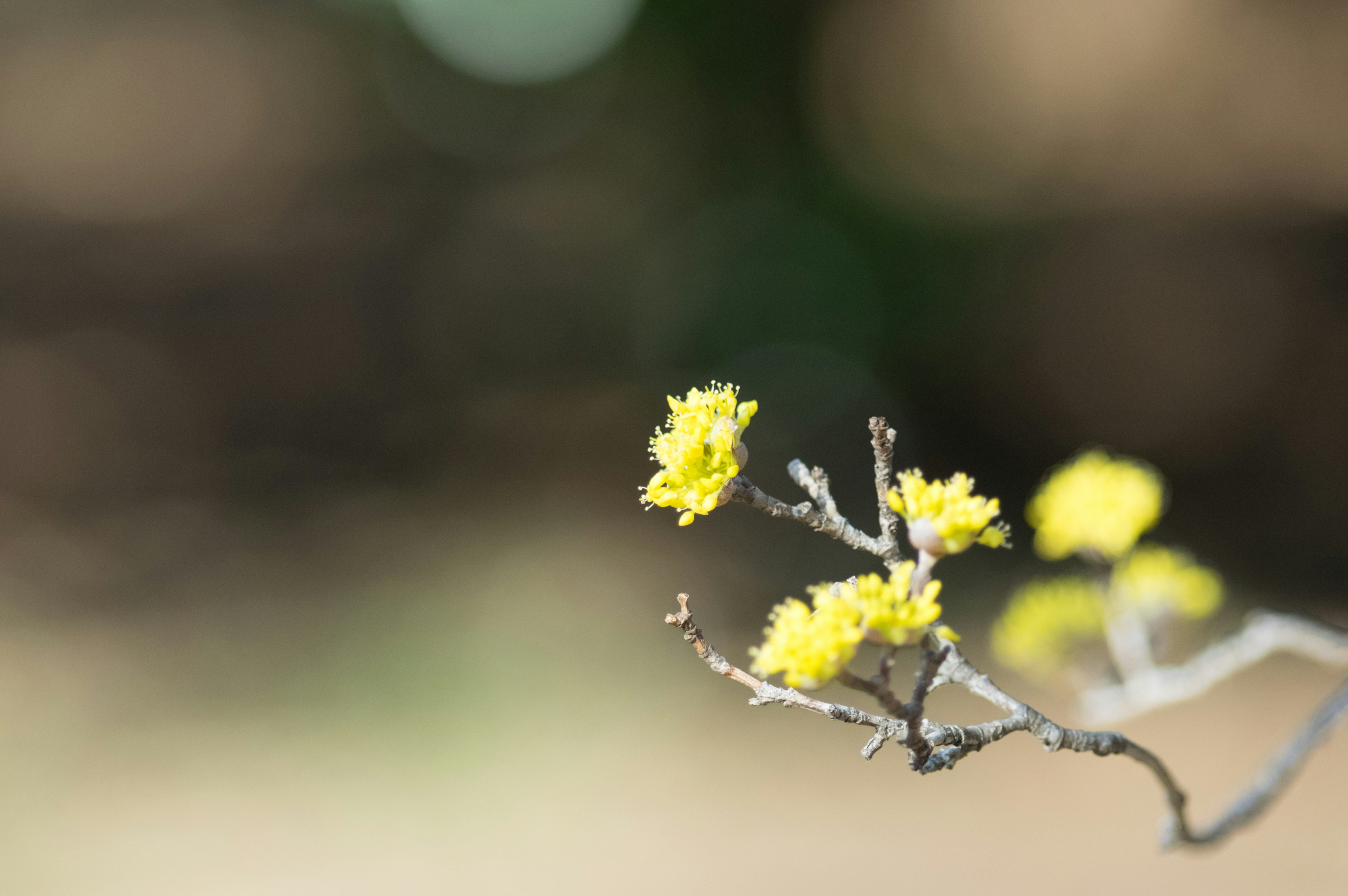 Gros plan d'une branche avec des fleurs jaunes floues en arrière-plan