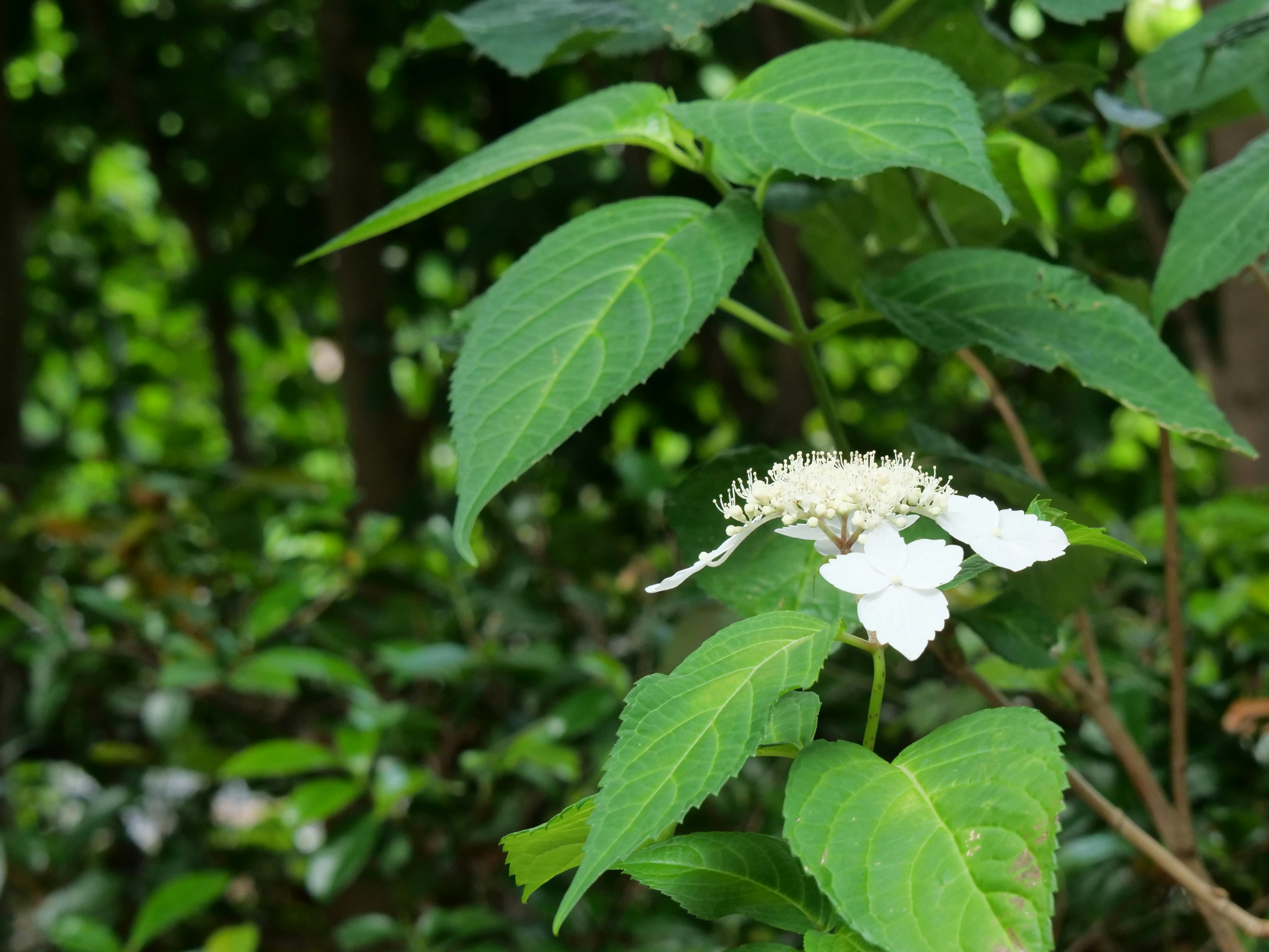 特写植物，白色花朵夹在绿色叶子之间