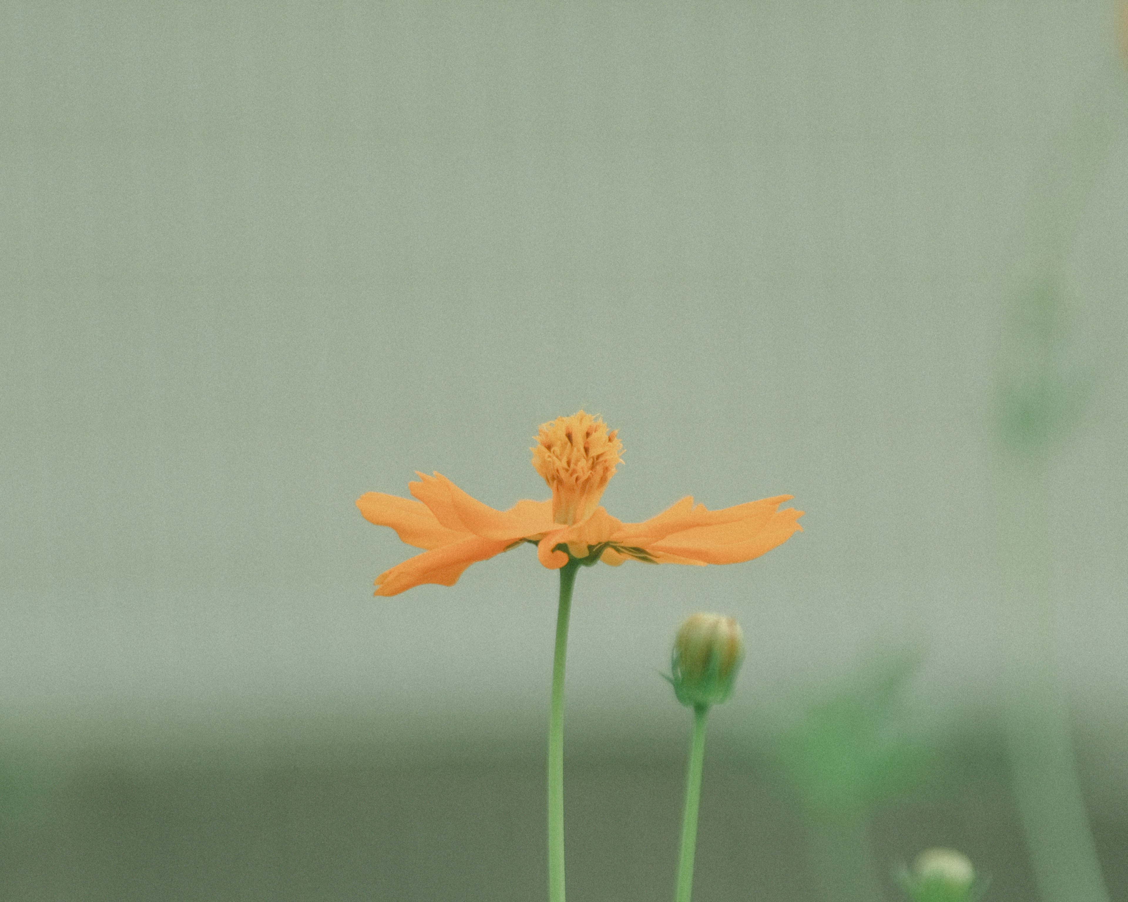 オレンジ色の花が中央にあり、緑色の背景が特徴的